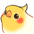 :birb_stare: