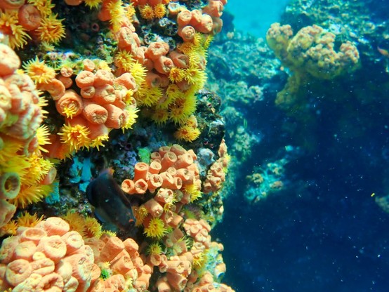 Sun corals