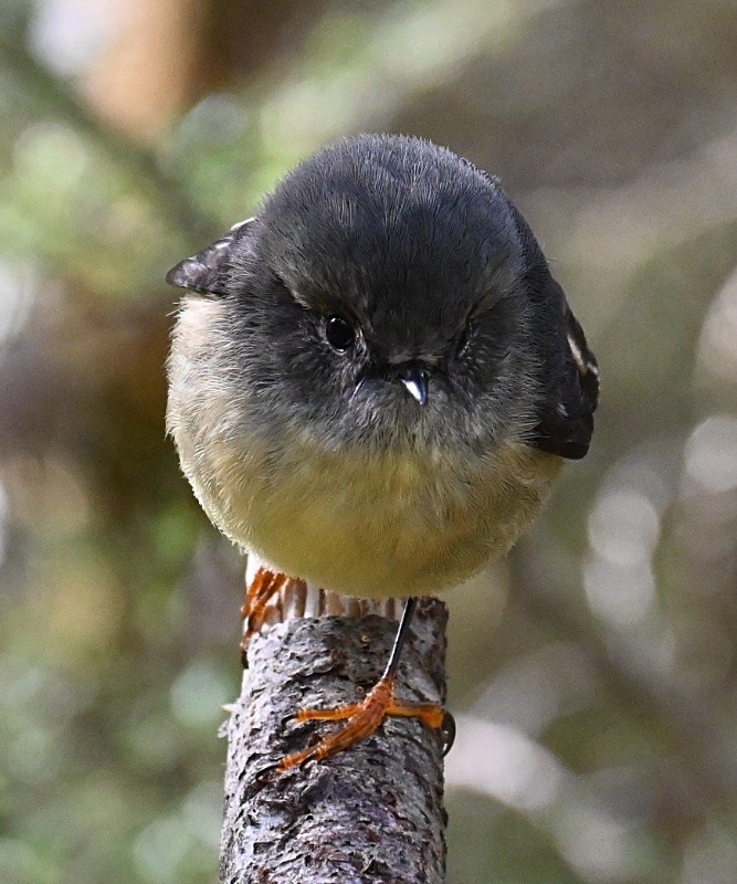 A photo of a miromiro, NZ tomtit, facing the camera. It's a dark grey bird with a pale yellow breast and *bright orange feet*.