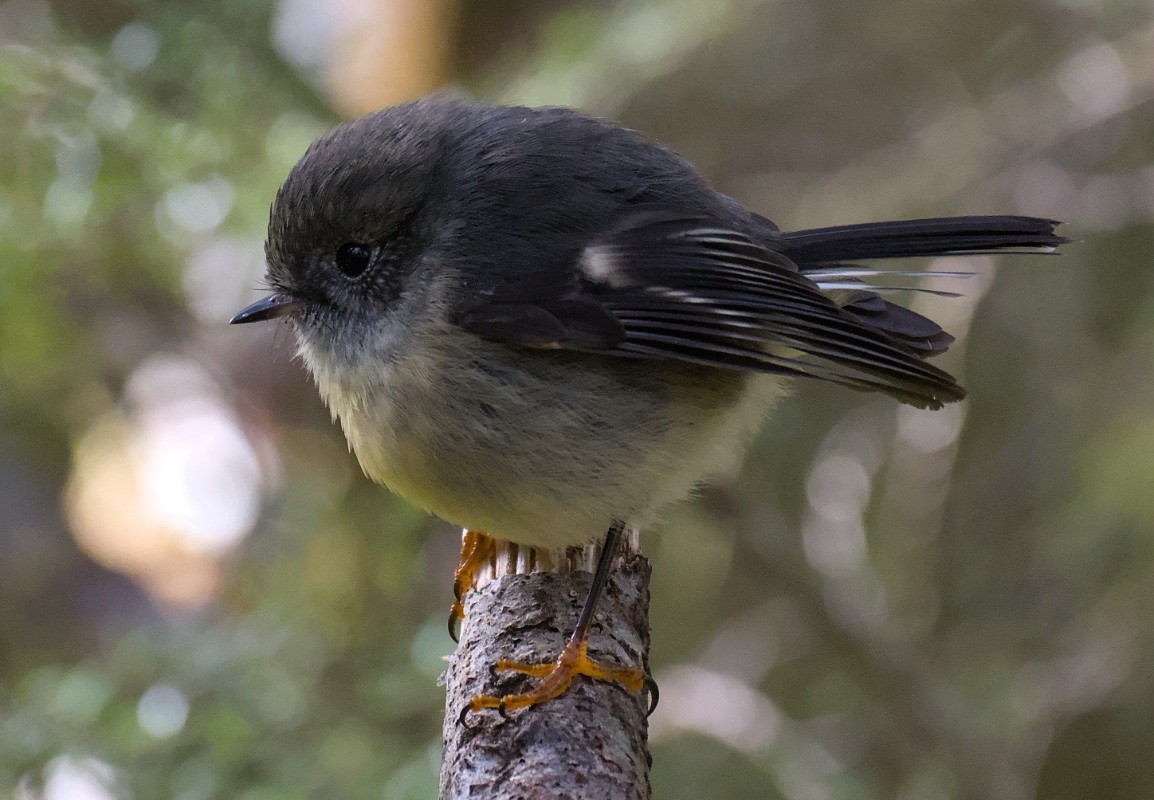A photo of a miromiro, NZ tomtit, side on to the camera. the female is a dark grey bird with a pale yellow breast and *bright orange feet*. (The male has a black back and a more yellow front, and also has *bright orange feet*.)