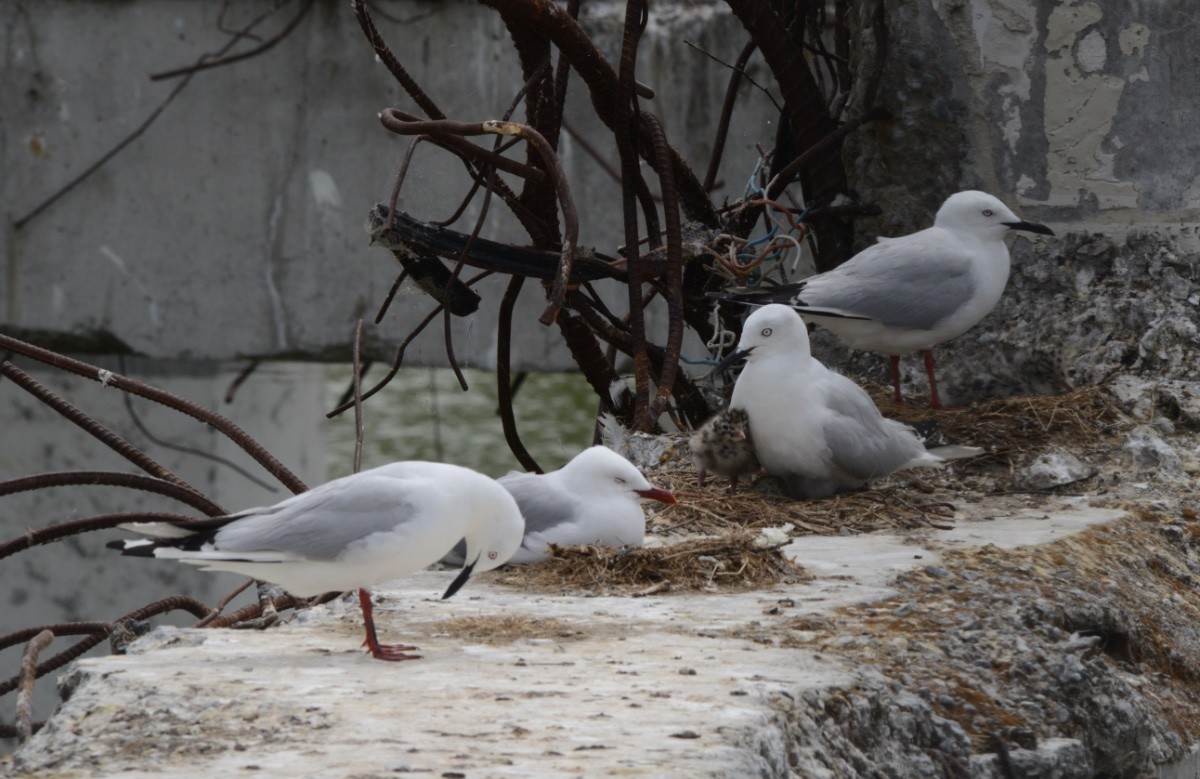 A photo of three adult black-billed gulls, and a red-billed gull, nesting on a concrete beam in the remains of the foundation of a demolished city building. Under one of the black-billed gulls you can see a fluffy grey chick.
I took this photo in February 2020.