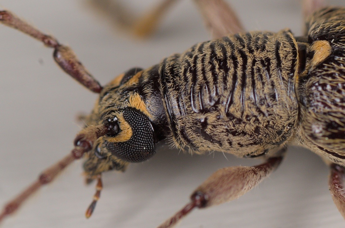 A close-up photo of the head of a beetle. It's brown with lots of small yellow hairs, especially around the eyes. The compound eyes are curved like a "C" around the antennae.
My higher resolution photos and other observation details are at https://inaturalist.nz/observations/324028205