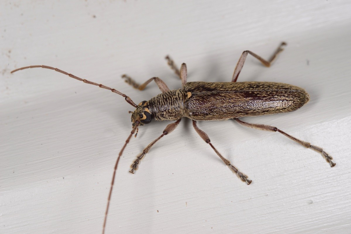 A photo of a brown beetle with lots of small yellow hairs. It's a long, thin beetle with long antennae (as is characteristic of the family of longhorn beetles).
My higher resolution photos and other observation details are at https://inaturalist.nz/observations/324028205