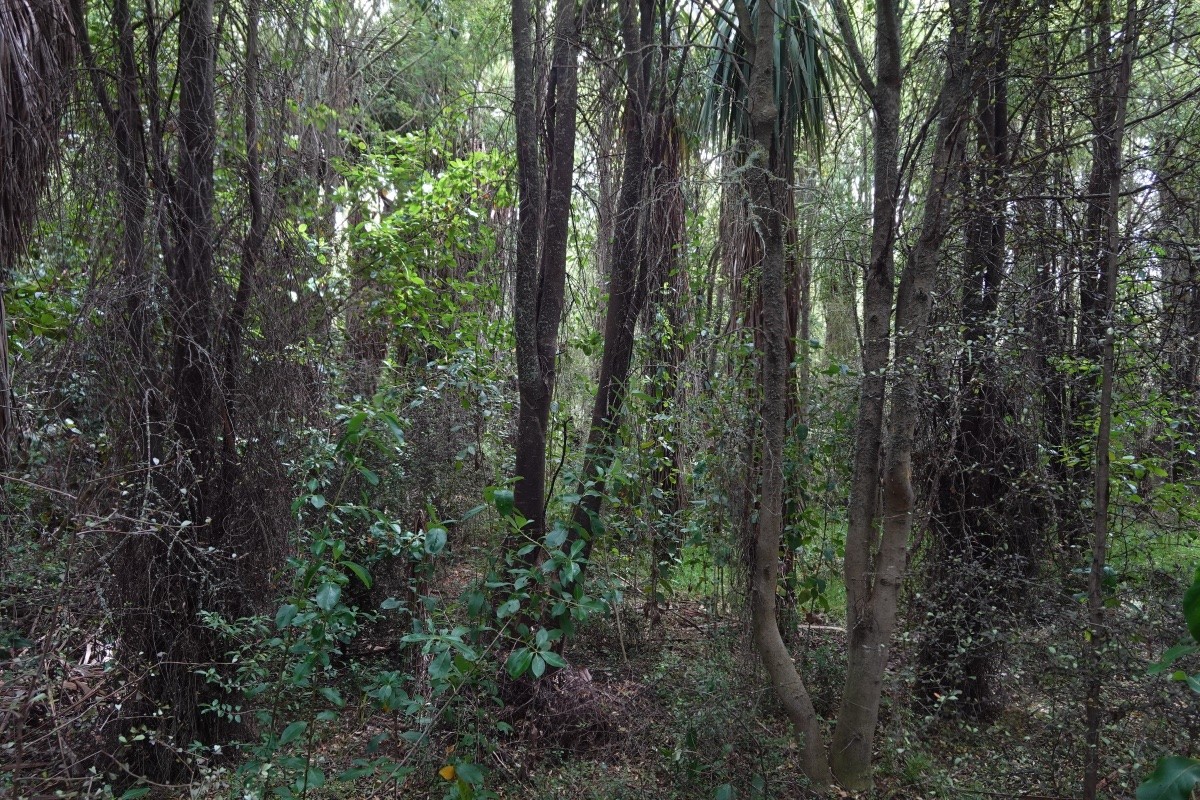 A photo of the same site yesterday (24 November 2025), which now feels like a real forest. The canopy is 4–5 metres above my head and there is a lot of wild undergrowth happening.

My full-resolution version of this is on Flickr at https://www.flickr.com/photos/mollivan_jon/54945075549/