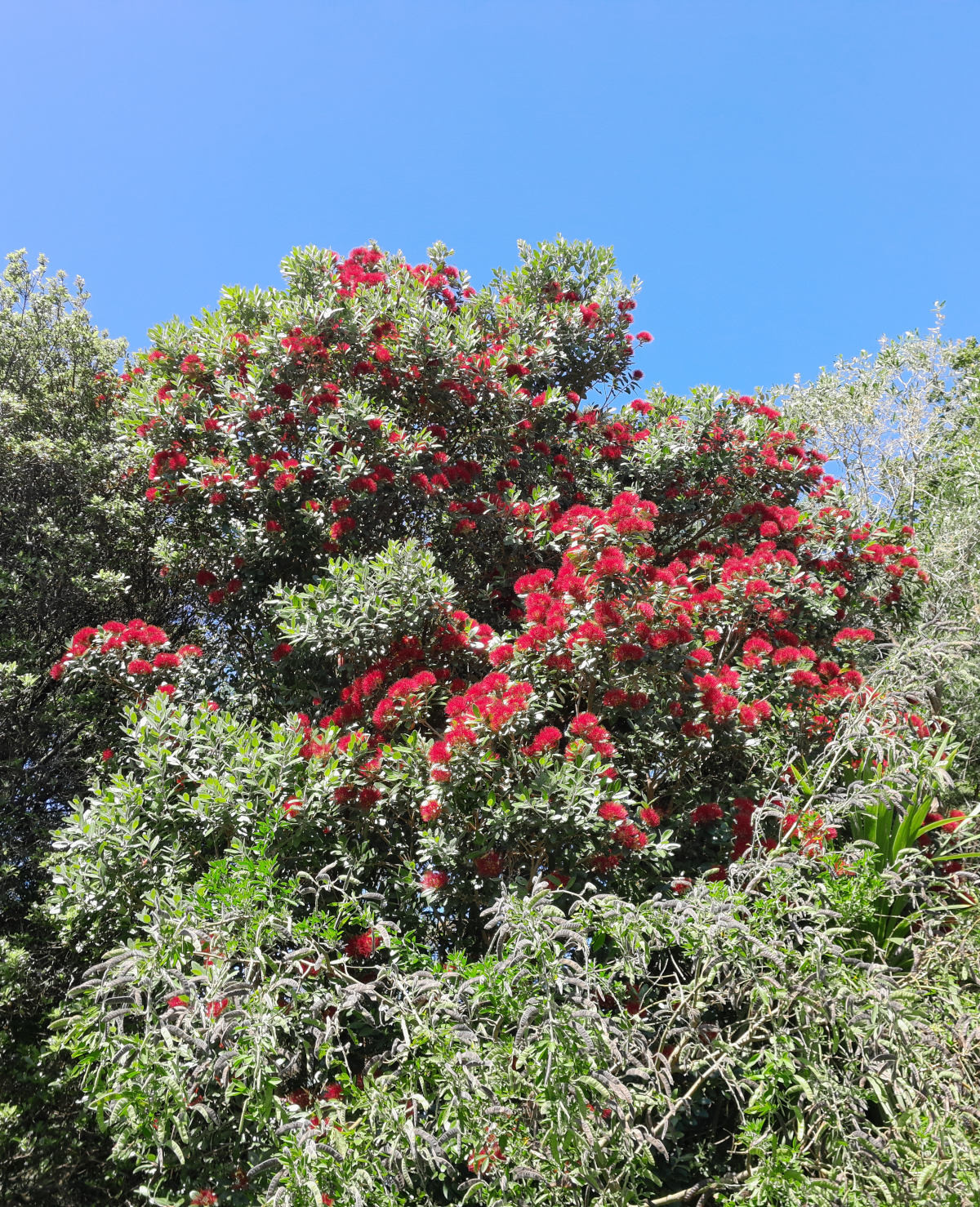 Pōhutukawa tree covered in bright red flowers.