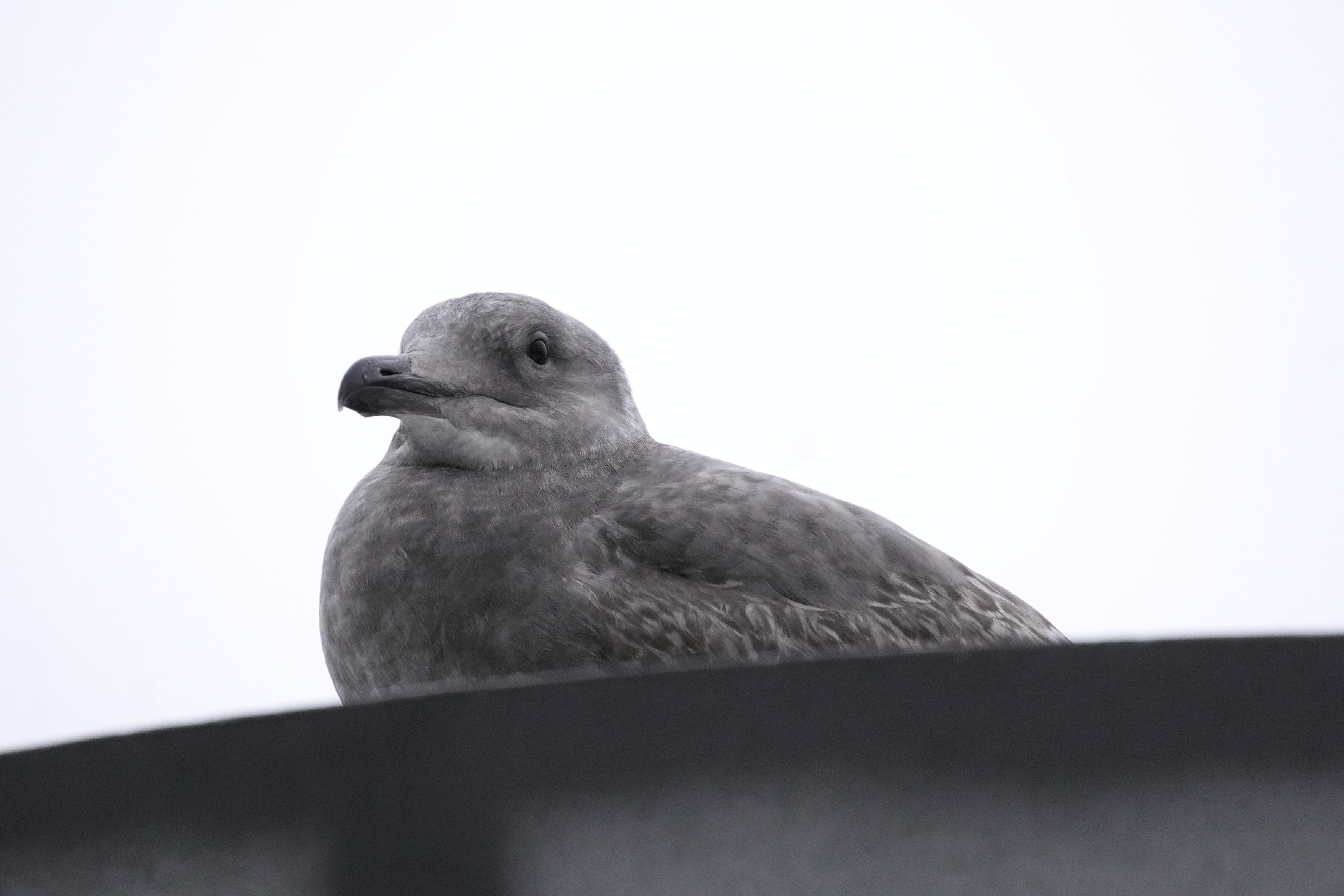 An unidentified juvenile gull perching on an edge. It's more grey and less white than an adult.
