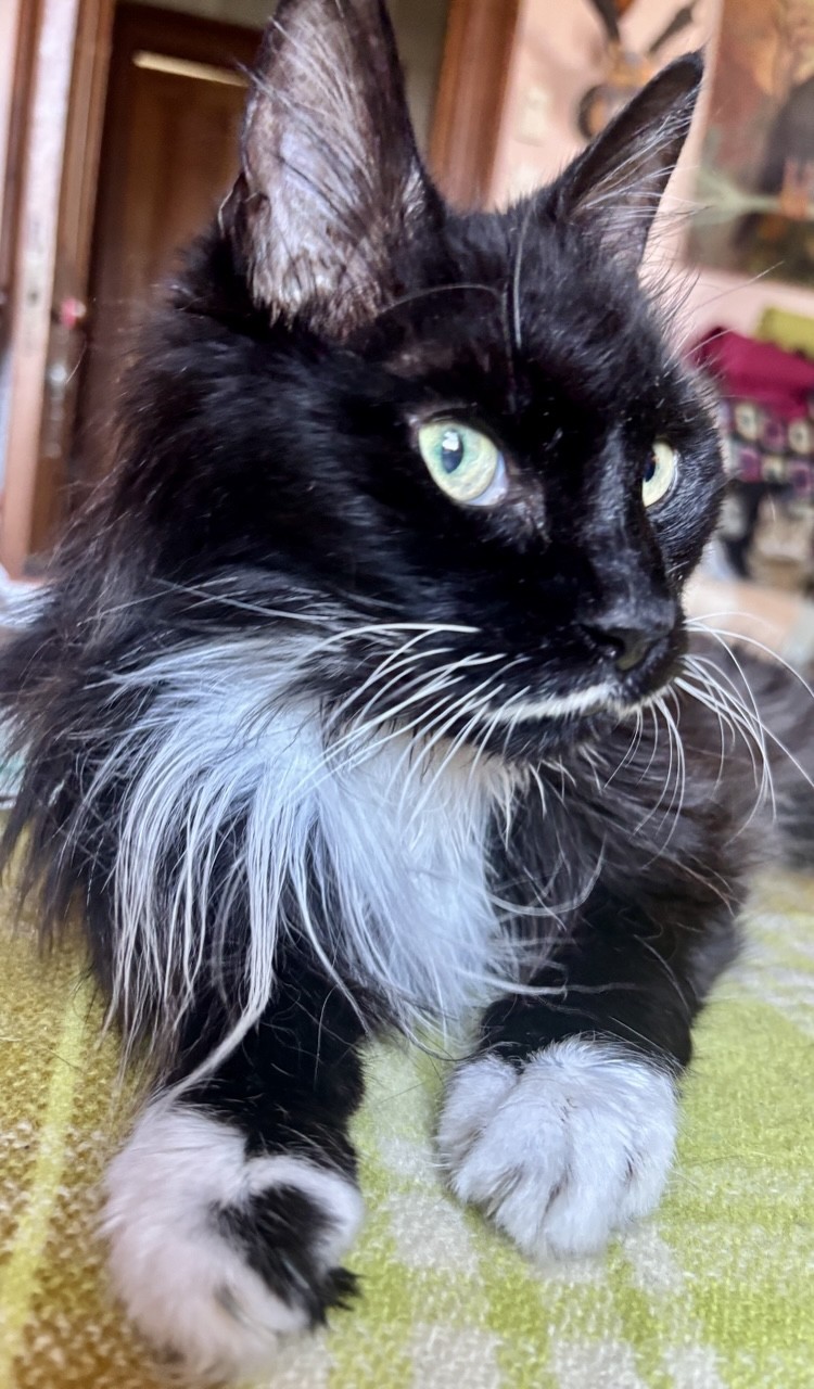 Black and white fluffester Exo avoiding looking at the camera sitting on a green plaid blanket that matches his eyes.