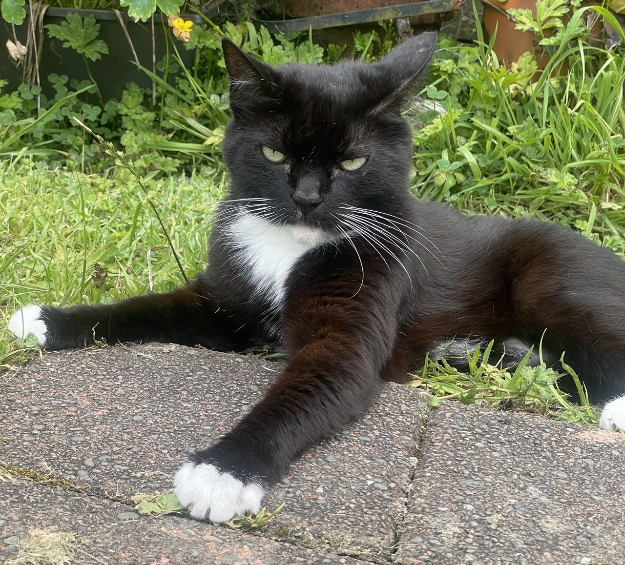 Small black and white cat Minx sitting with her front paws out on the green grass and grey pavers.