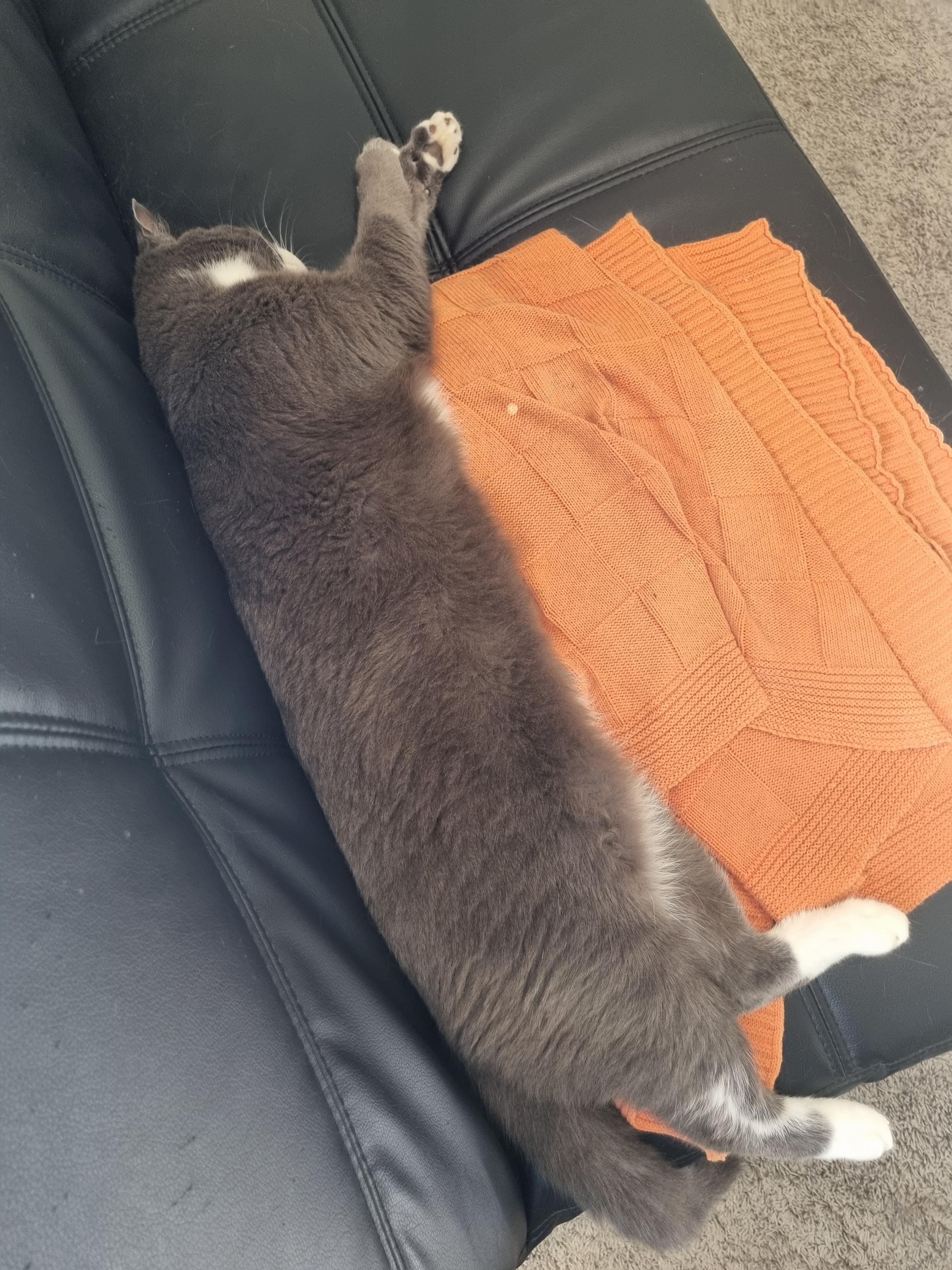 A blue and white cat stretched out across a folded orange blanket on a black leather couch.