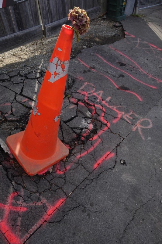 A photo of an orange traffic cone on a cracked area of footpath. Someone has placed a Hydrangea flower in the top of the traffic cone, as has happened in late February every year in Christchurch since the earthquakes.