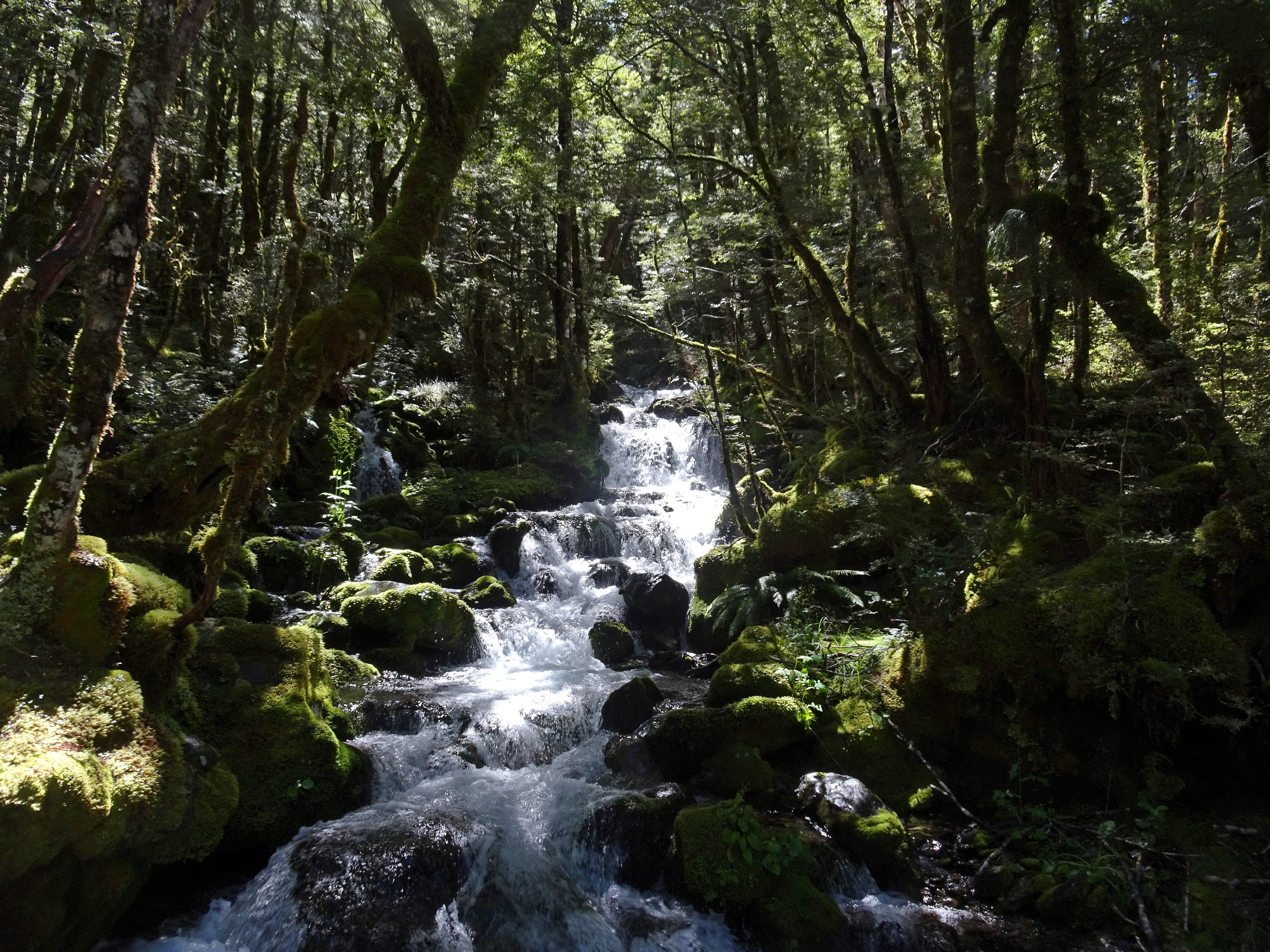 The Travers River is flowing through some mossy rocks and forest with the sun filtering through.