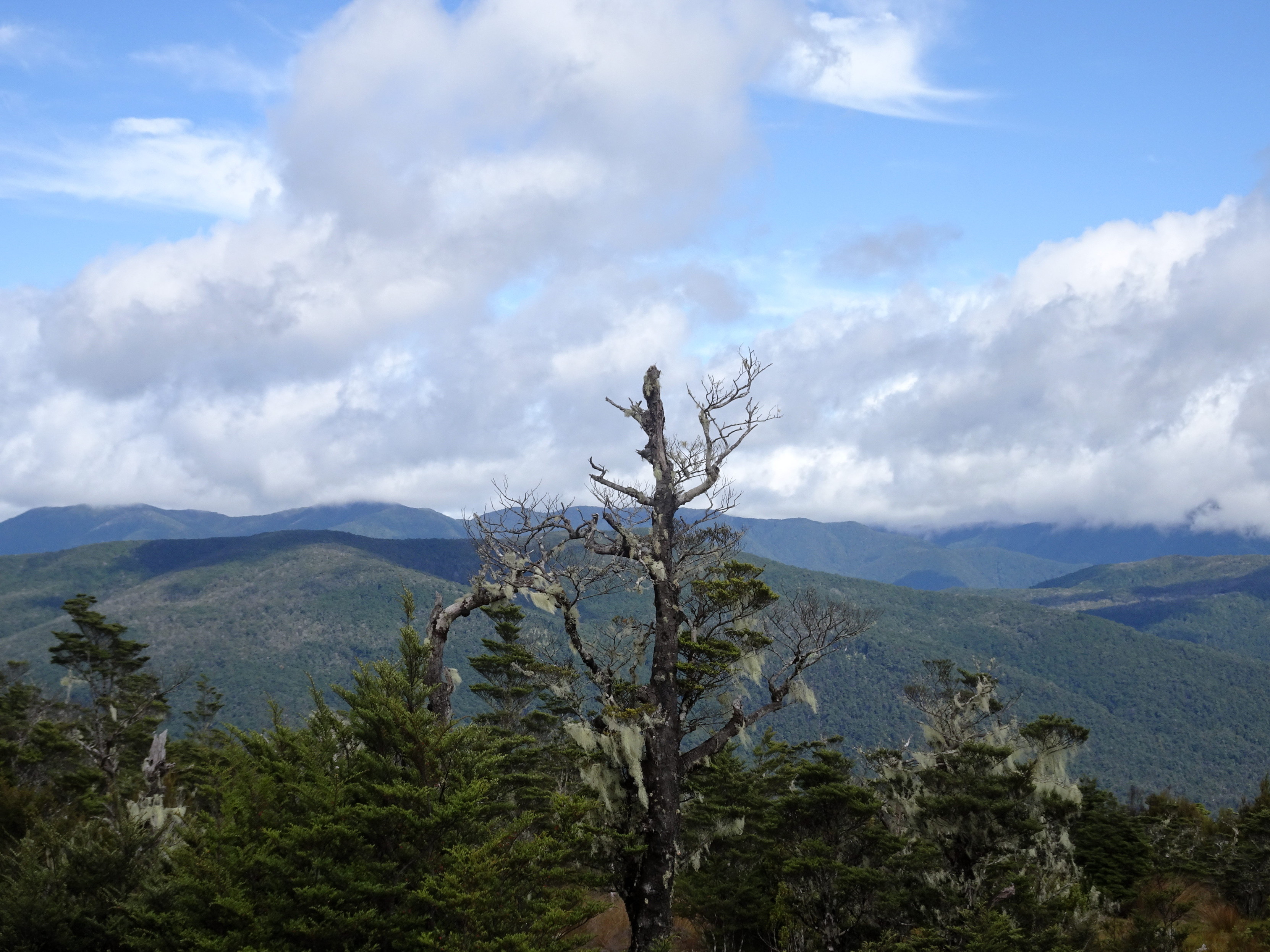 A moss-draped tree on a ridge with green mountains in the background. The sky is partly cloudy, with a bunch of white clouds and the blue sky.
