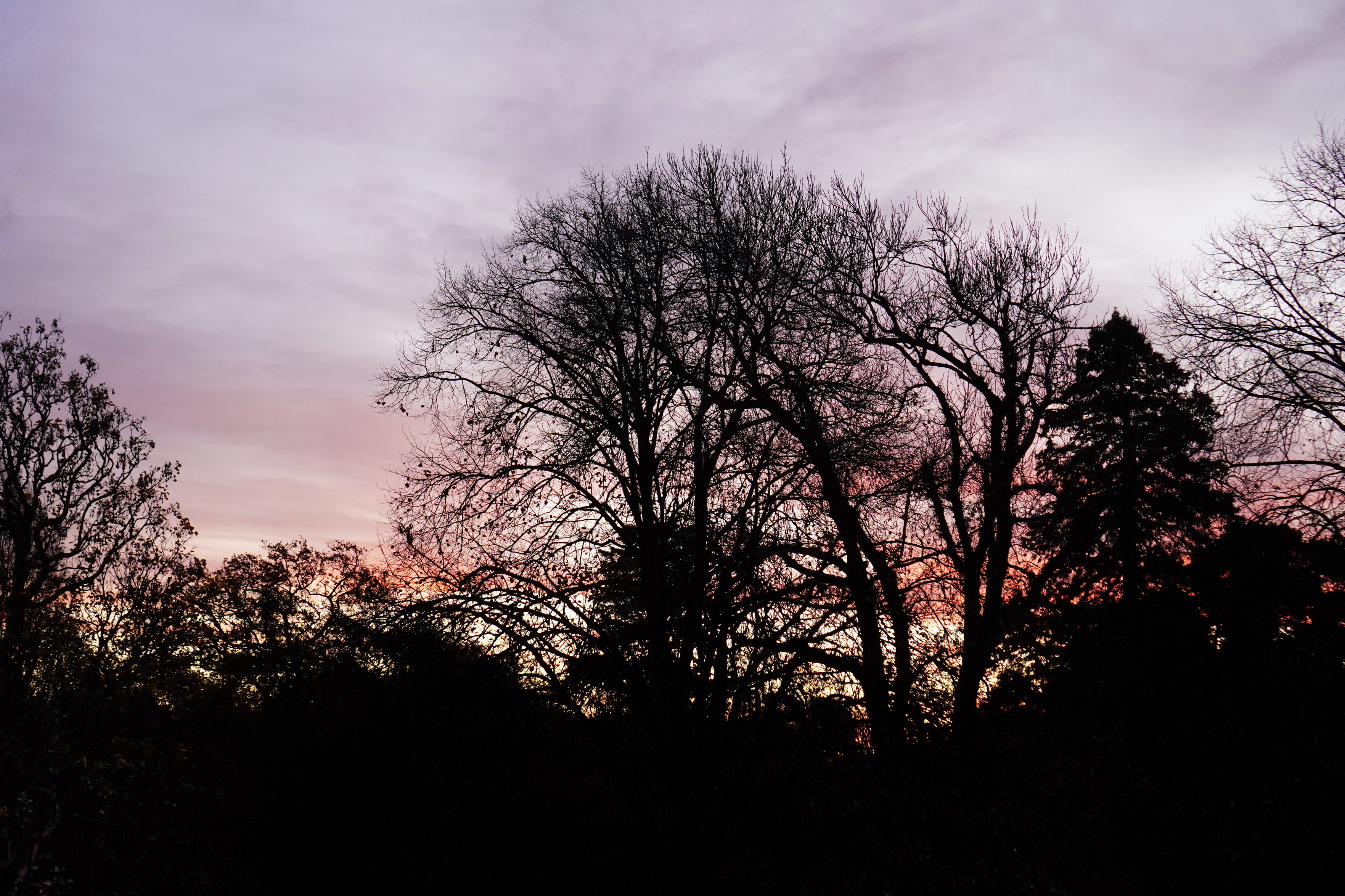 Golden hour in Christchurch with some silhouetted trees in front of a purple sky with the sunset near the horizon.