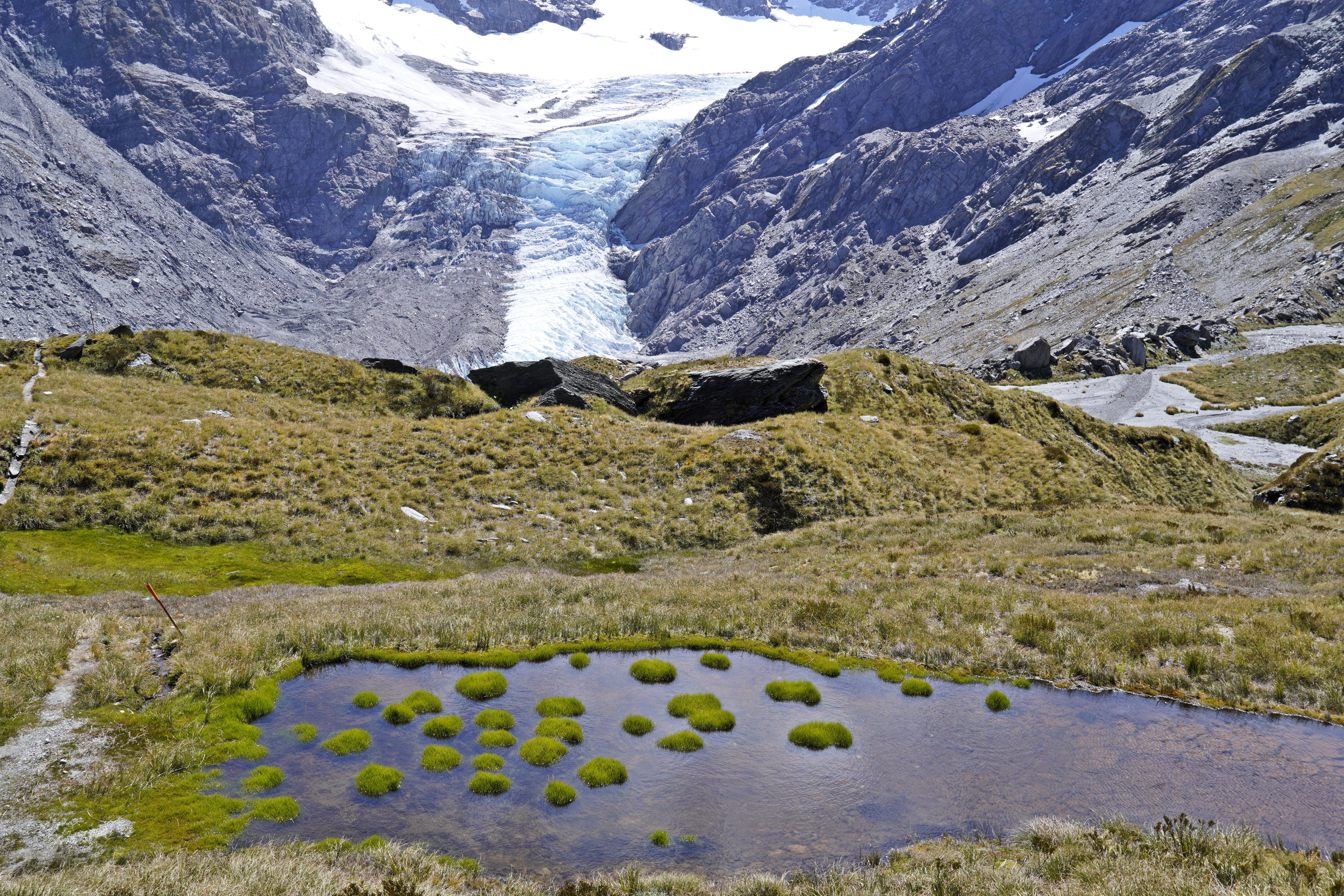 Tufts on a tarn, with the track on the left and a orange-topped pole indicating the track. The Dart Glacier is in the background, with half of it covered by dirt/scree and the other half bare ice.