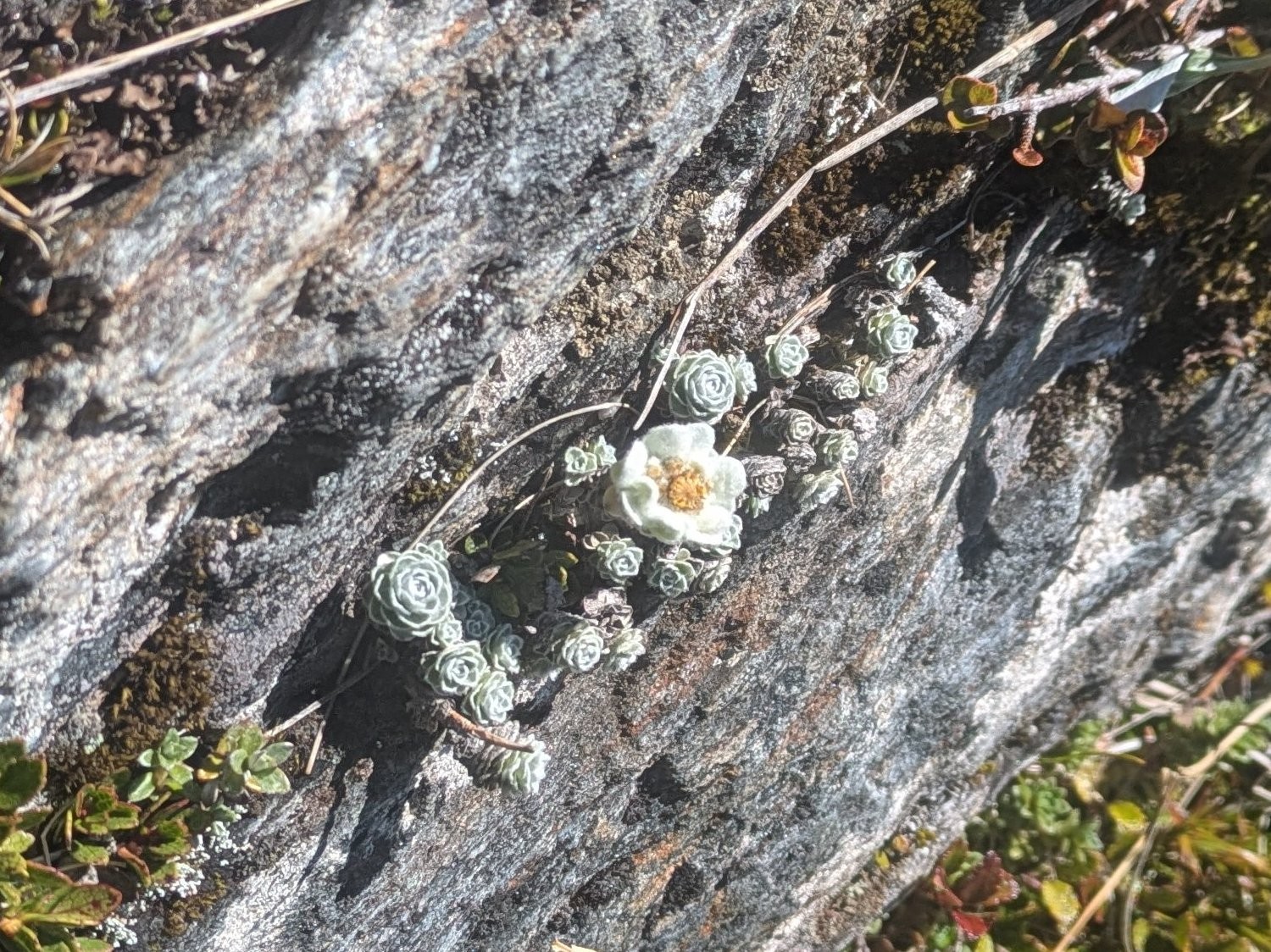 South Island edelweiss looks like small buds, I guess, with a white flower here. It's growing in a small rock crevice.