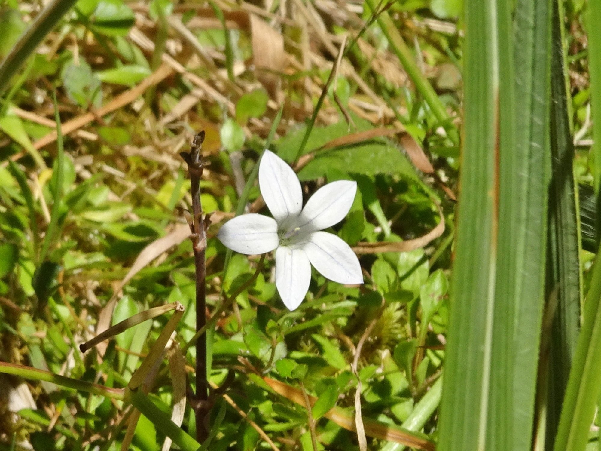 The NZ harebell is a five-petalled white flower on a stalk.