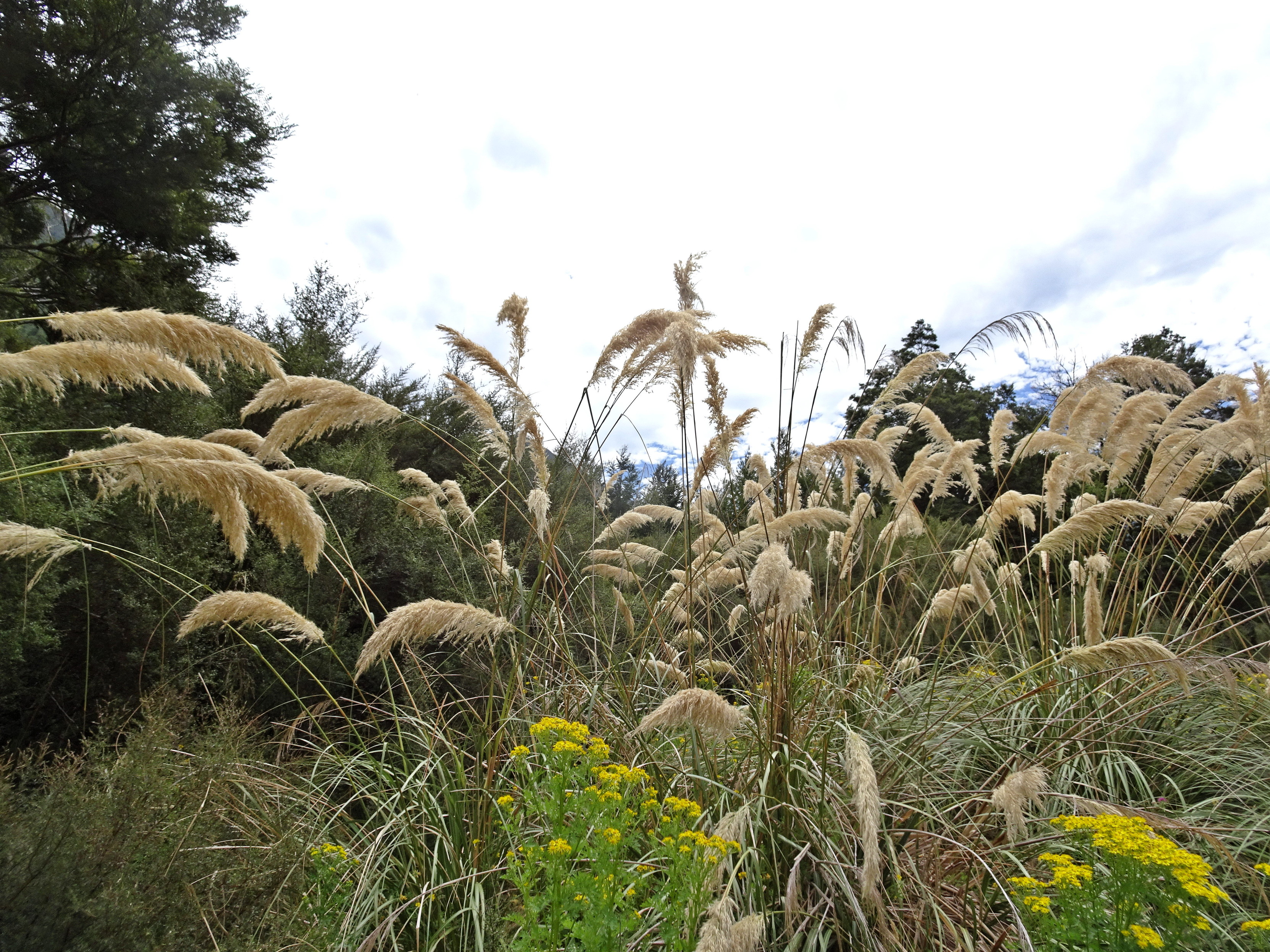 Richards toetoe is a bunch of golden seed heads on long stalks. It is not pampas as far as I can tell.