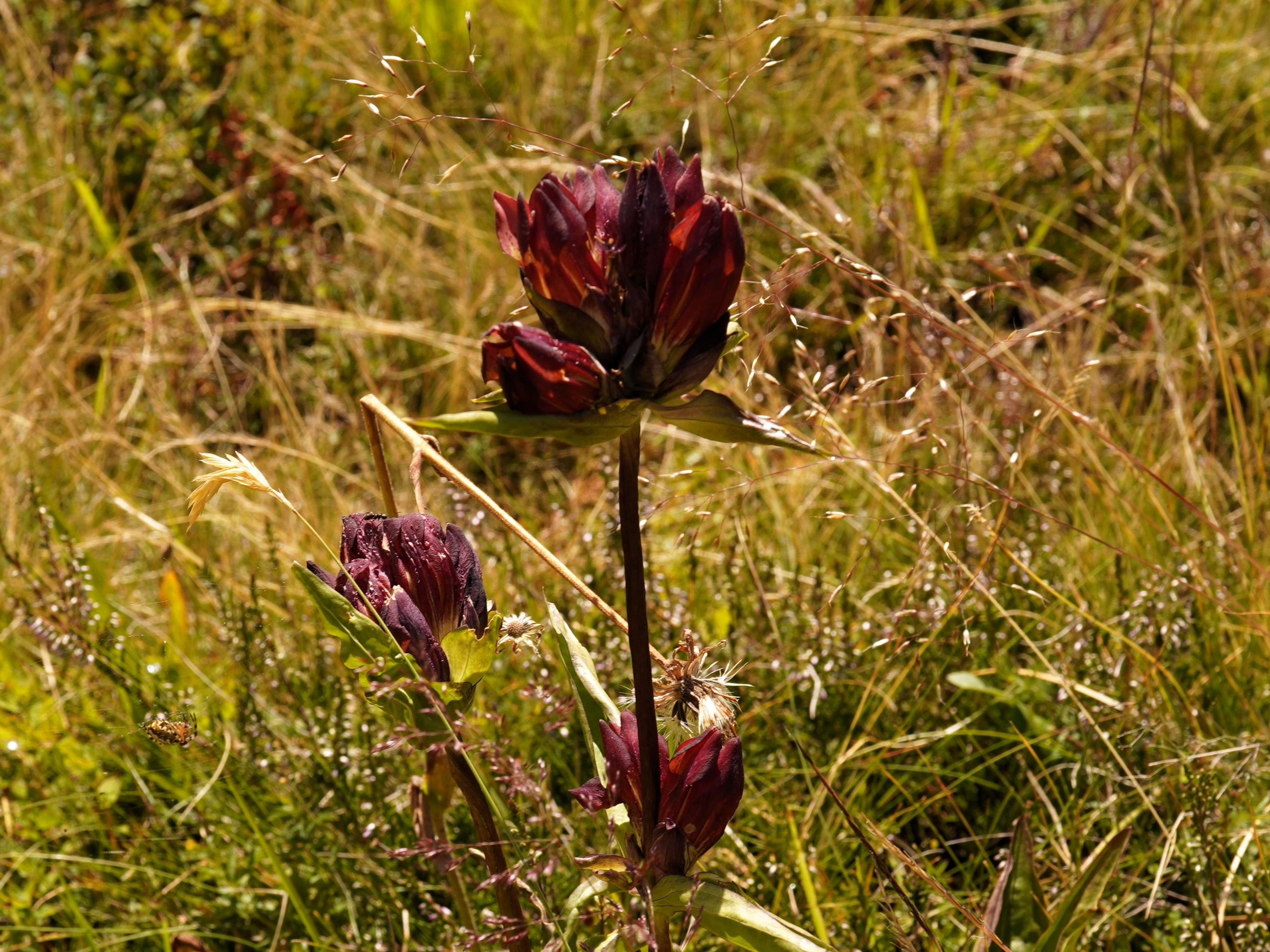 From Europe, a purple gentian is actually more burgundy I'd say. It's growing on a thick stalk and is a pretty large flower.