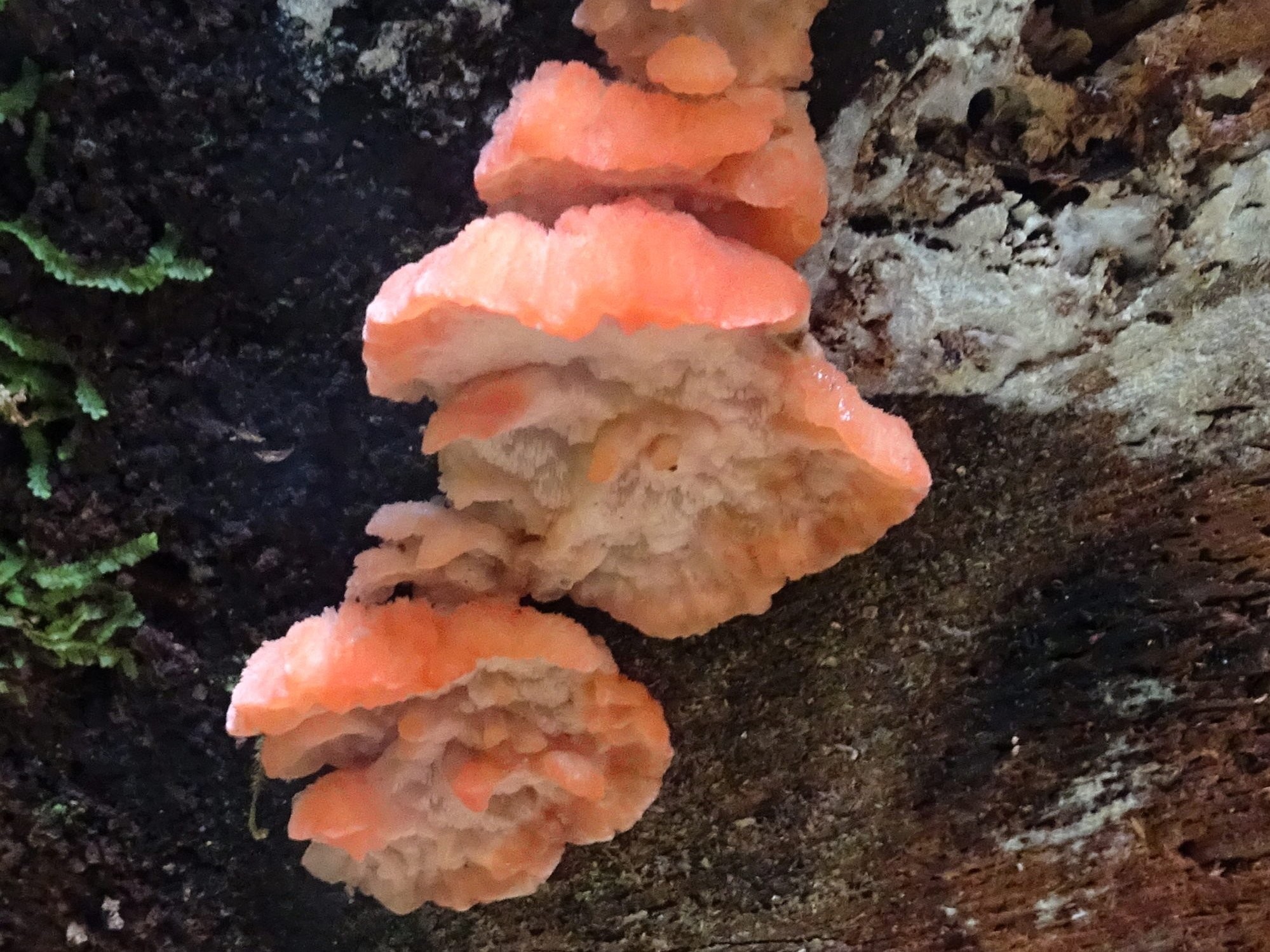 This strawberry bracket growing on a tree is definitely pink, though not really strawberry coloured.