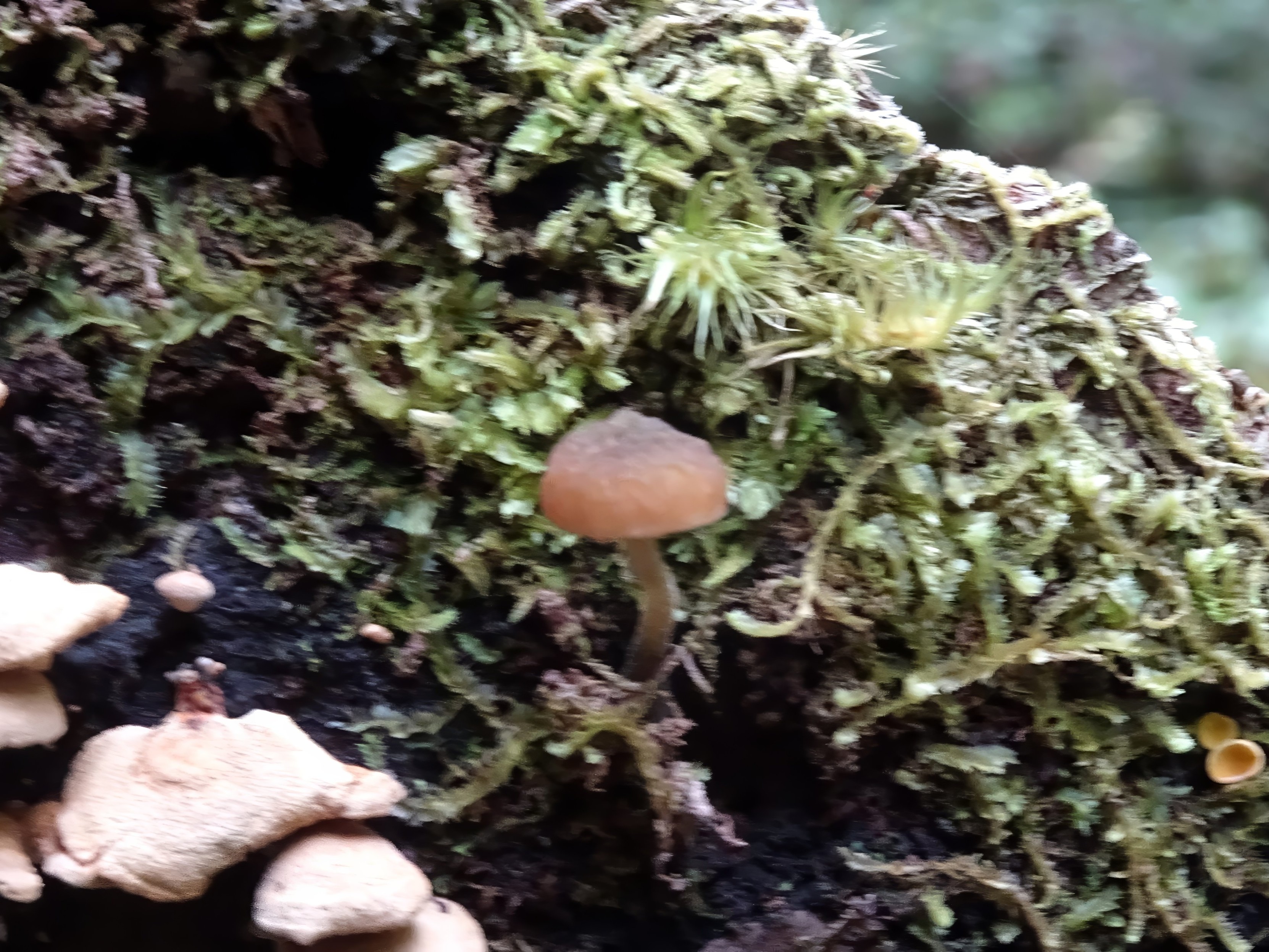 A tiny brown mushroom among the moss (simocybe phlebophora).