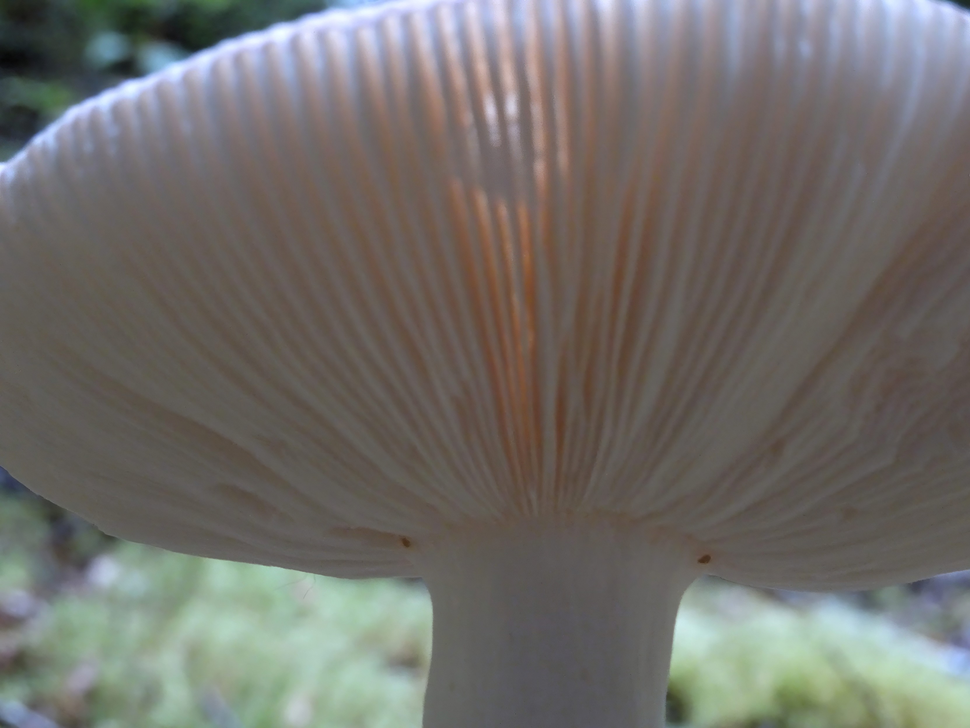 The gills underneath a russula purpureotincta are regularly spaced and radiating outwards from the middle of the mushroom.