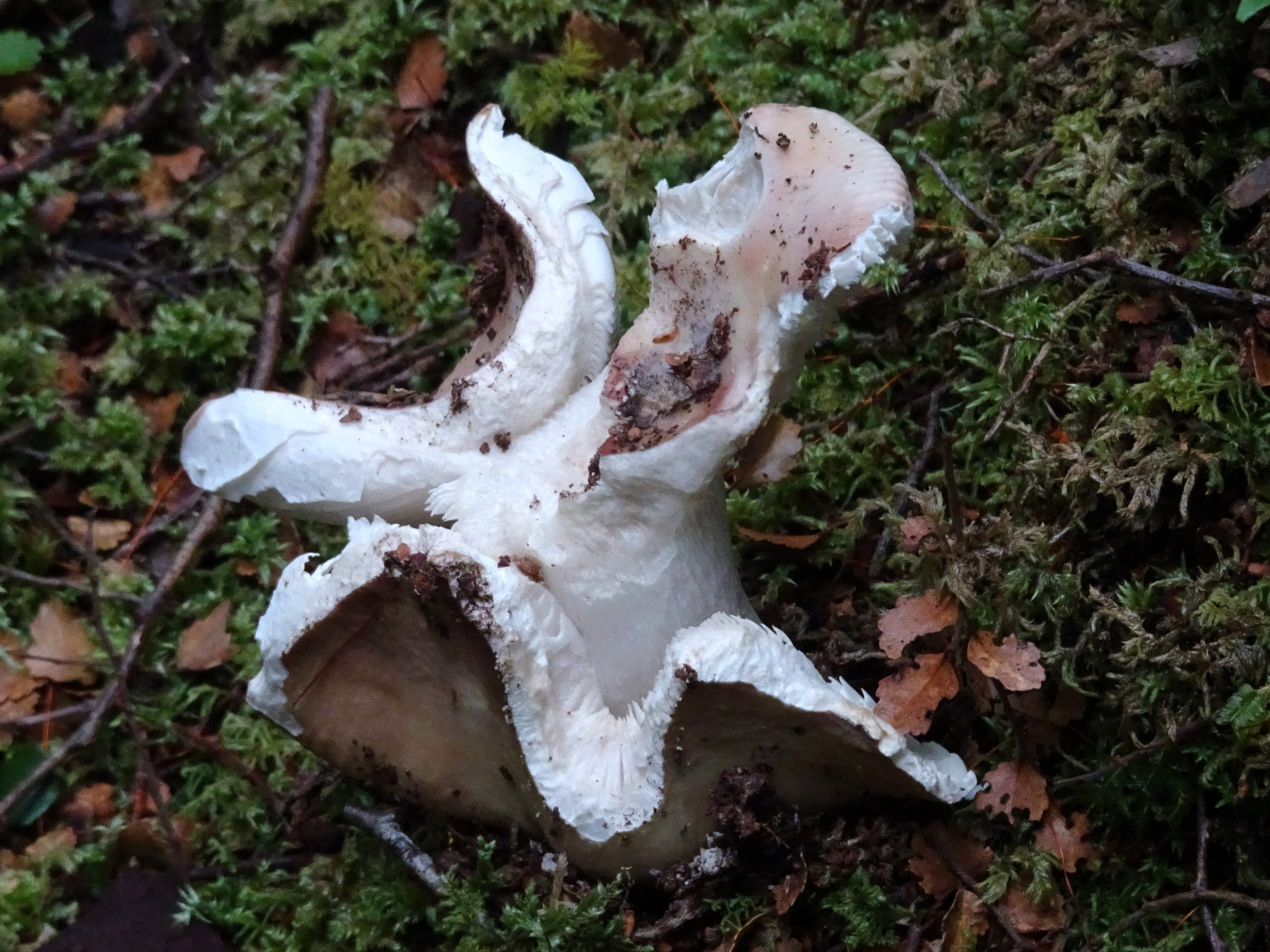 Brittlegills, a white and brown fungus on the ground.
