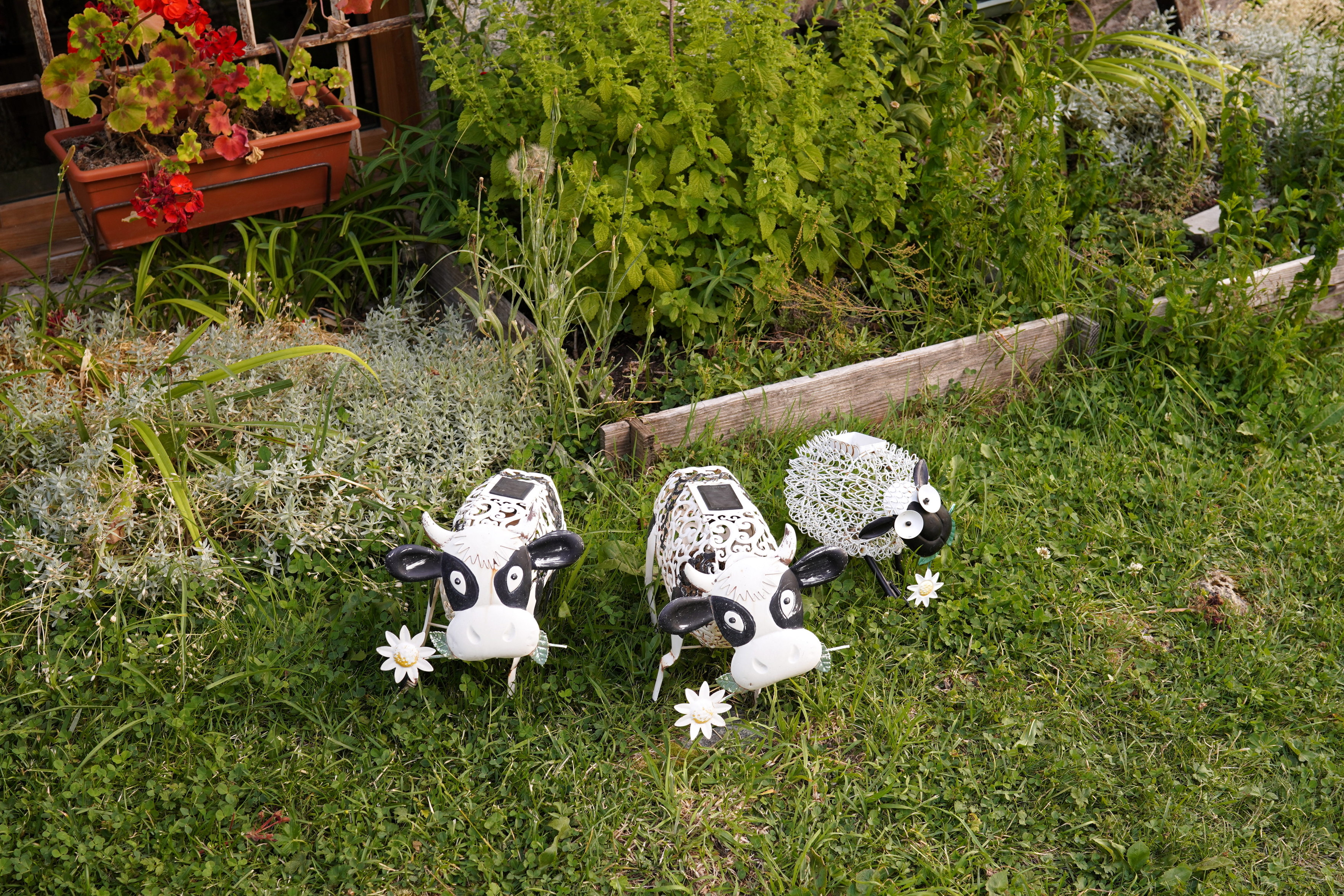 Little cows (not real) on the grass in front of some plants being gardened.