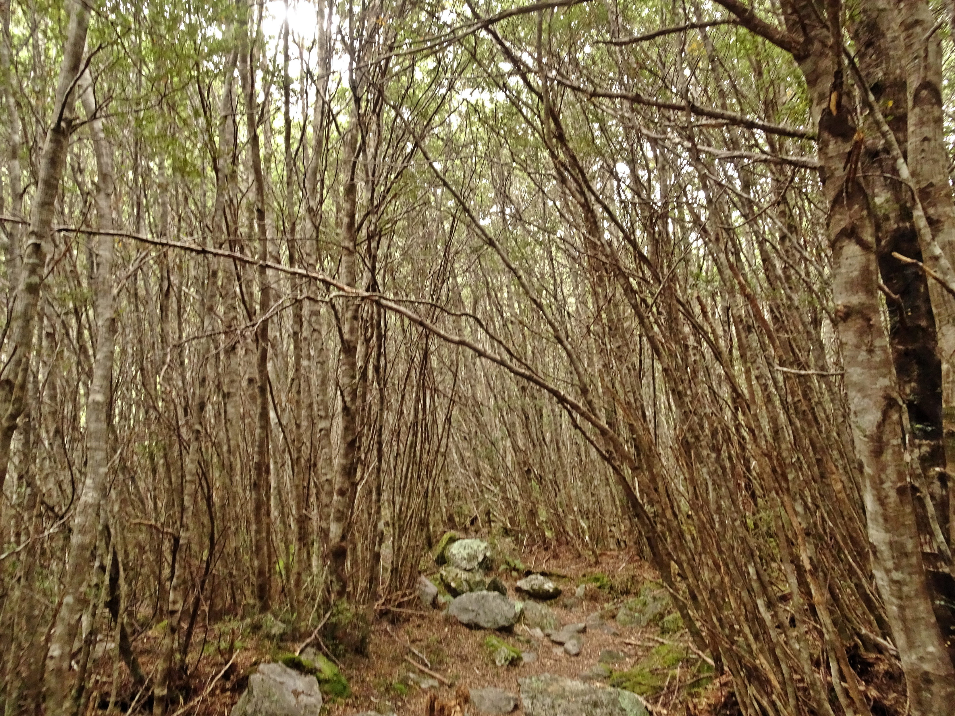 Small dense trees with a path through them. There are some leaves above, though not that many.