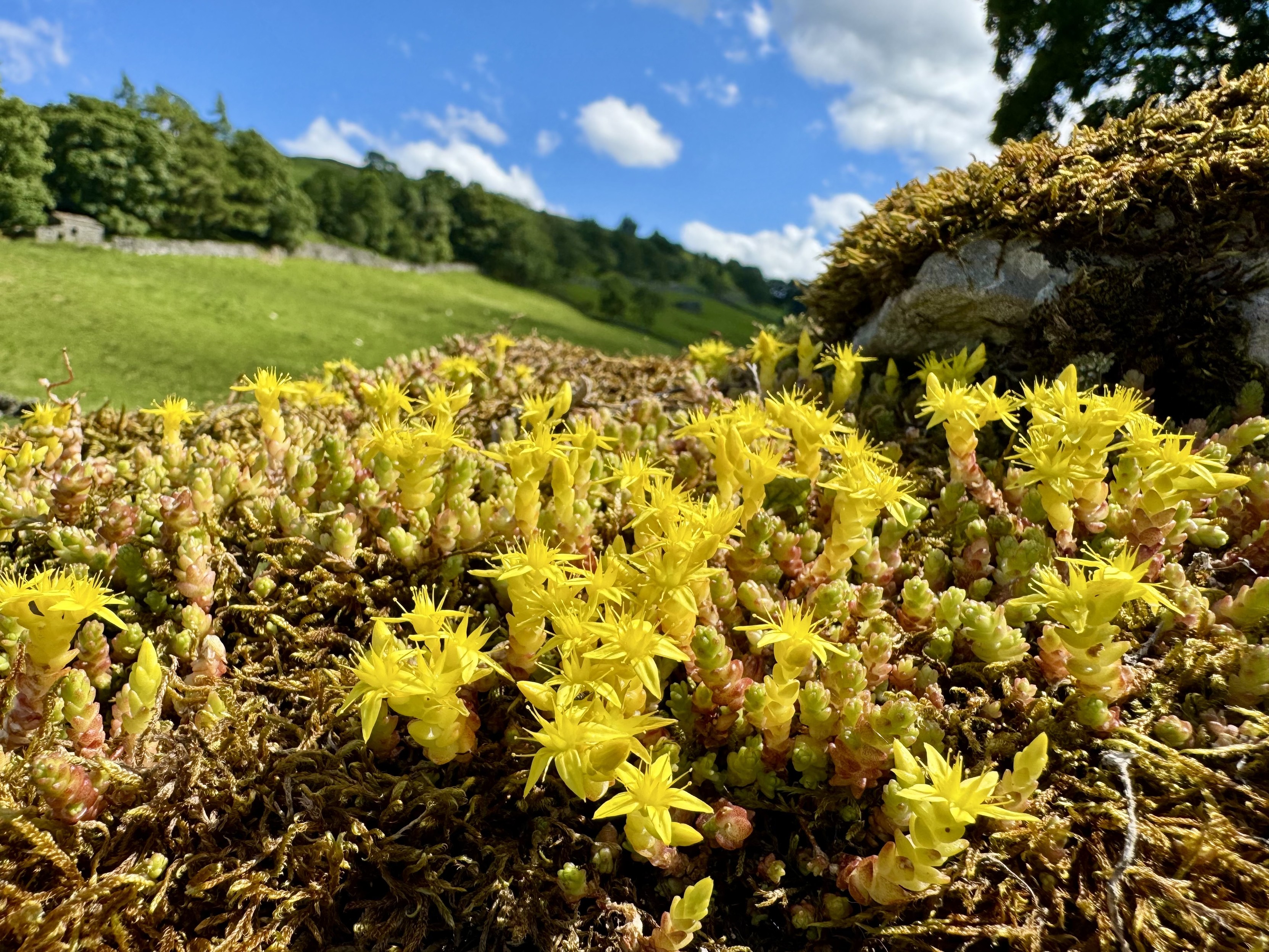 Yellow flowers on a succulent growing atop a drystone wall