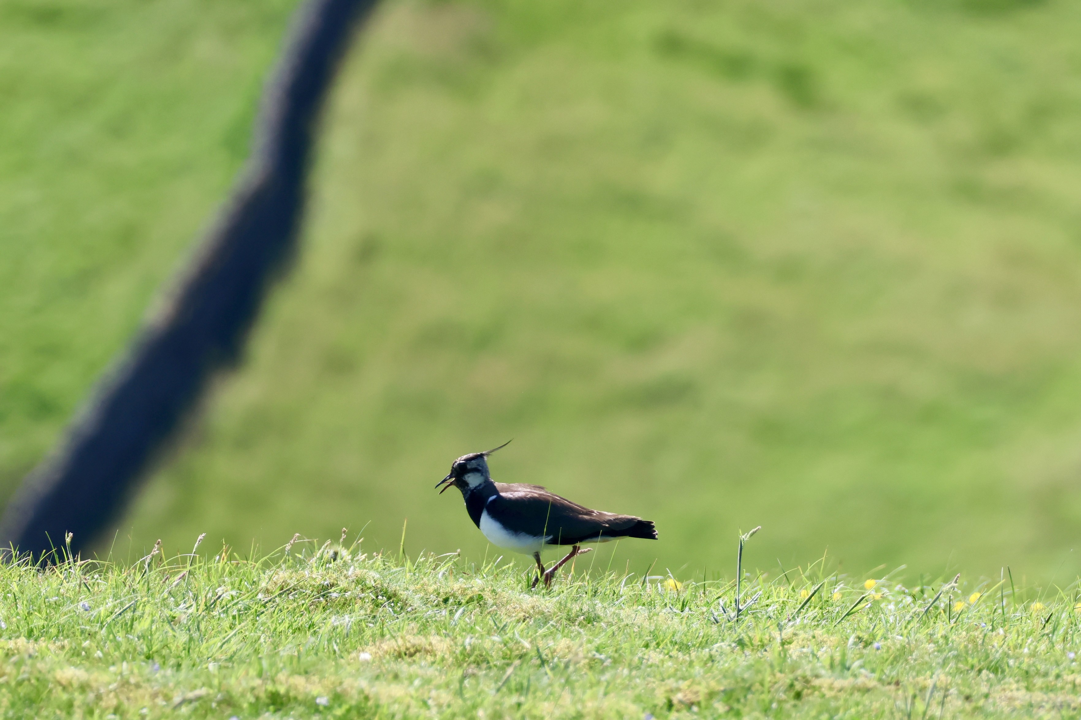 A lapwing on the ground with visible head crest, trying to lure us away from a potential nest