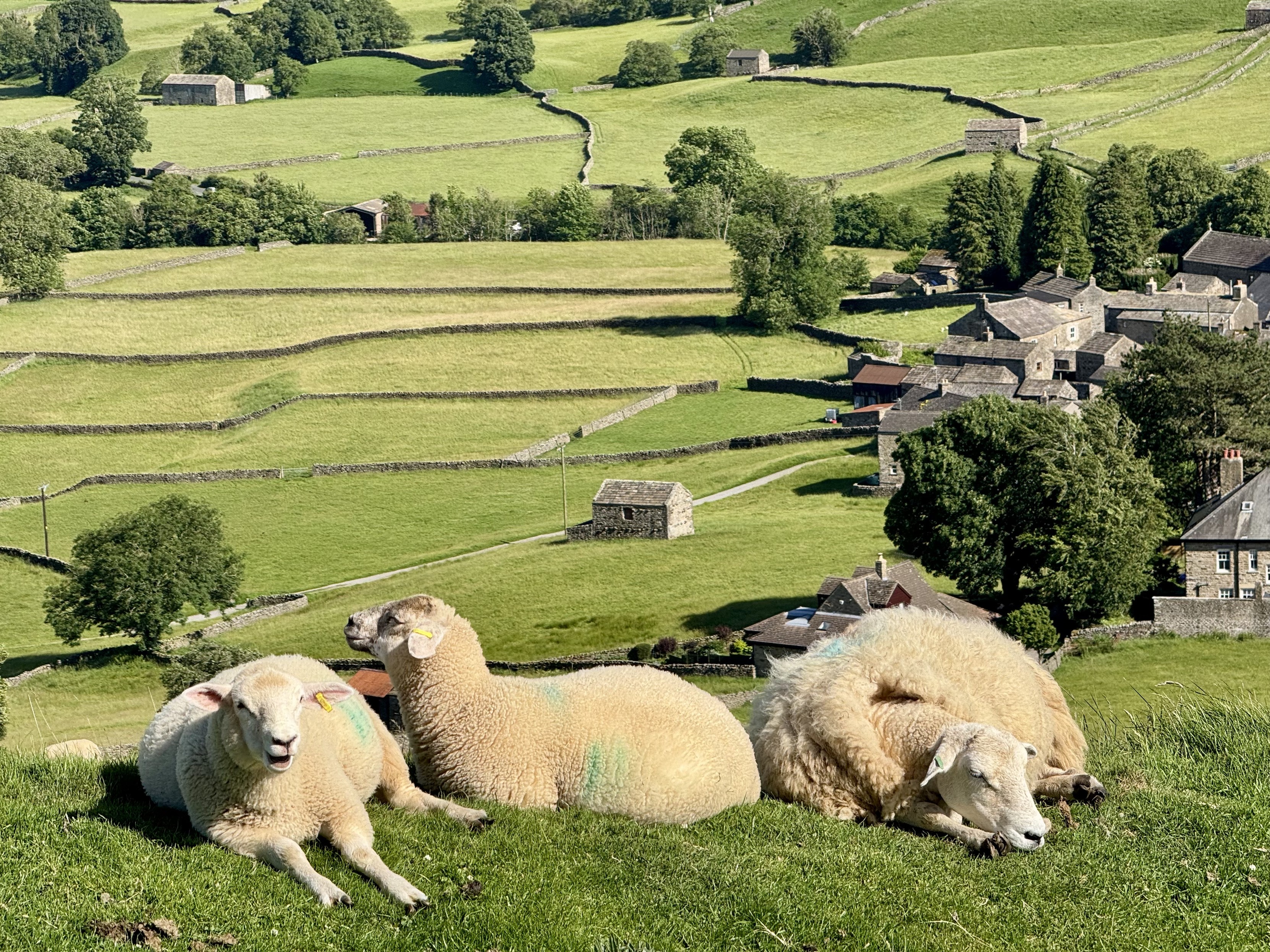 Sheep in foreground; village of Muker behind with meadows enclosed by drystone walls