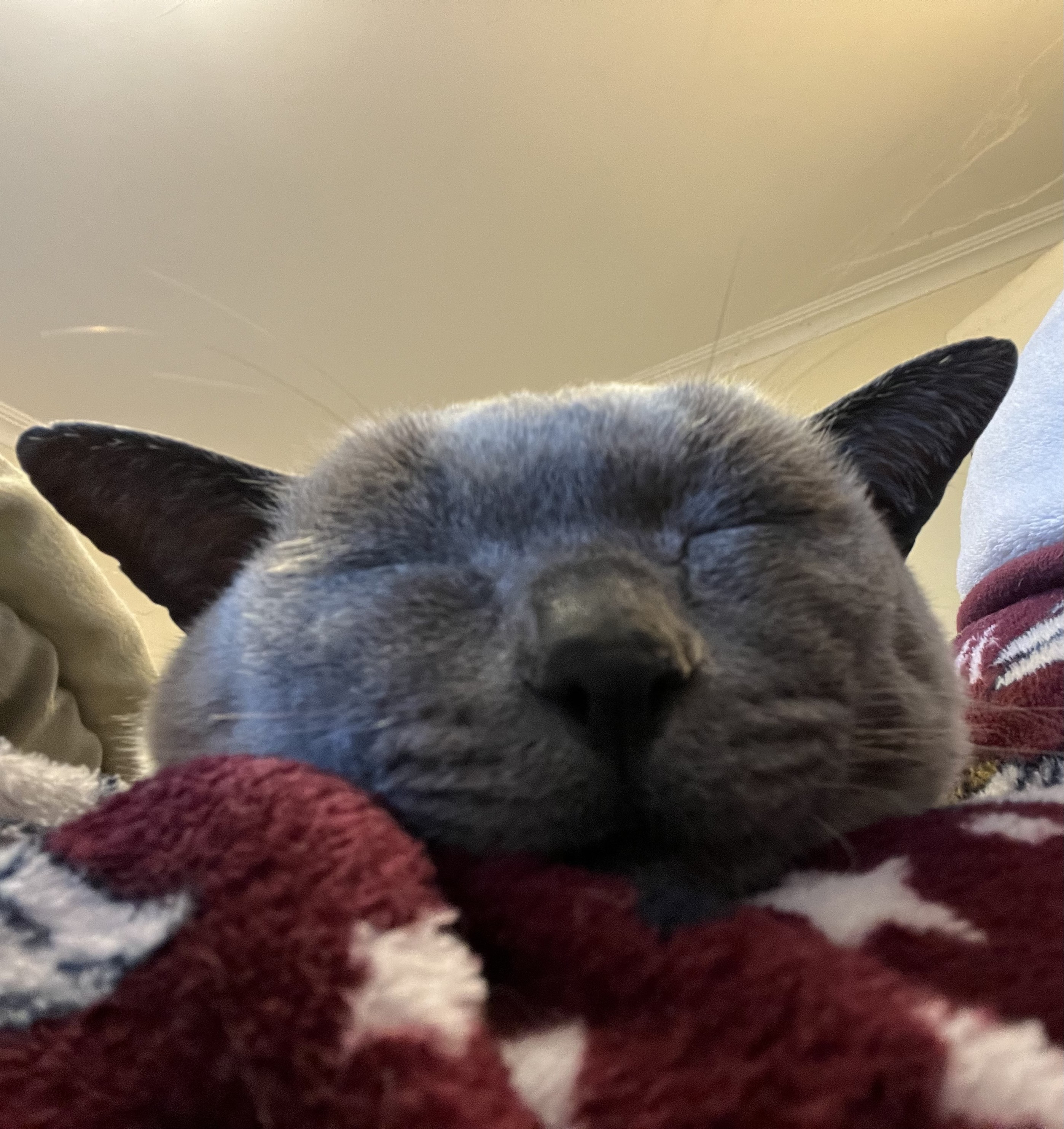 Close up of the face of a lilac point Burmese cat reclining on its human.