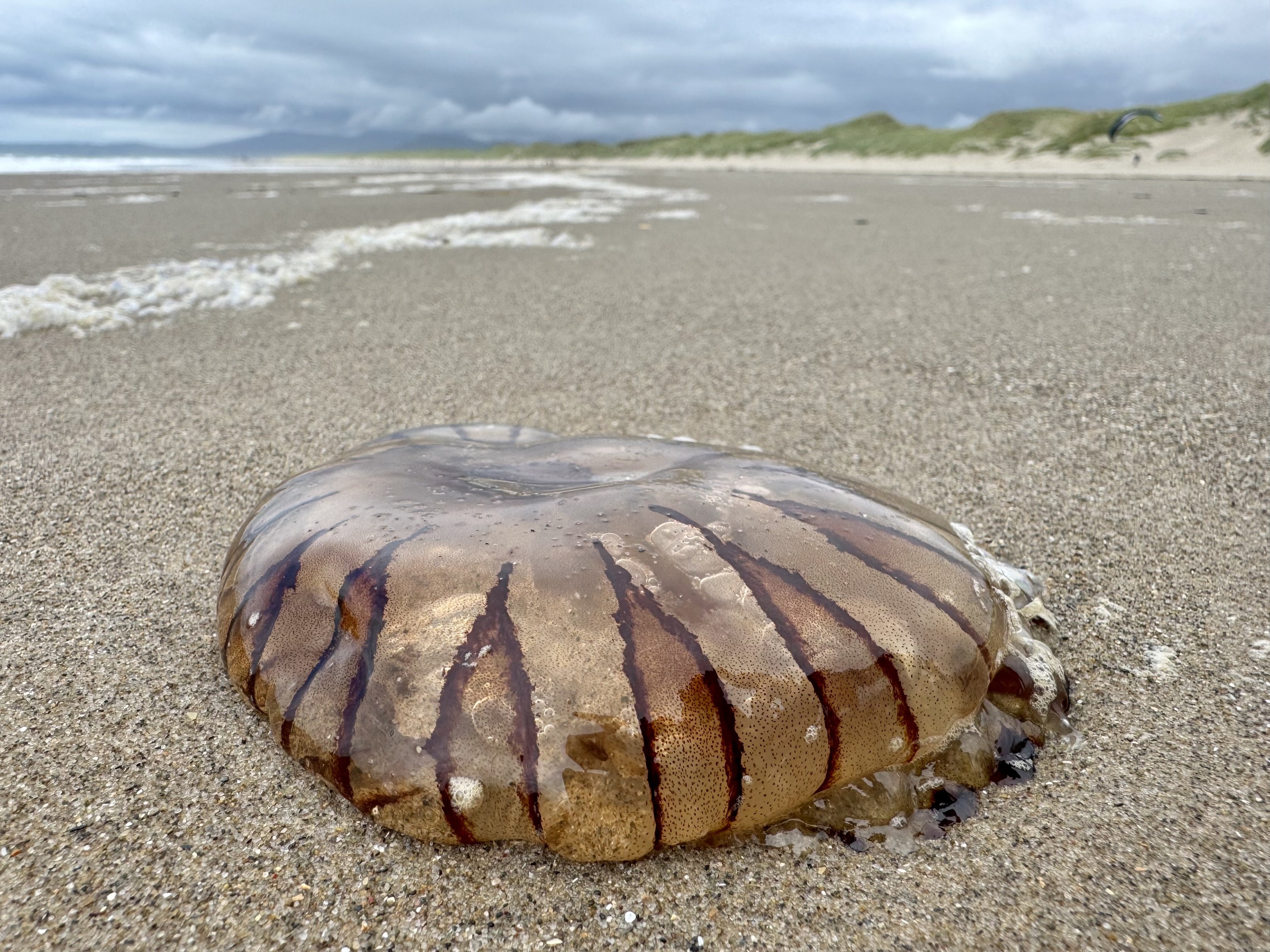 Jellyfish on sand with distinctive brown pattern corresponding to the design of a compass