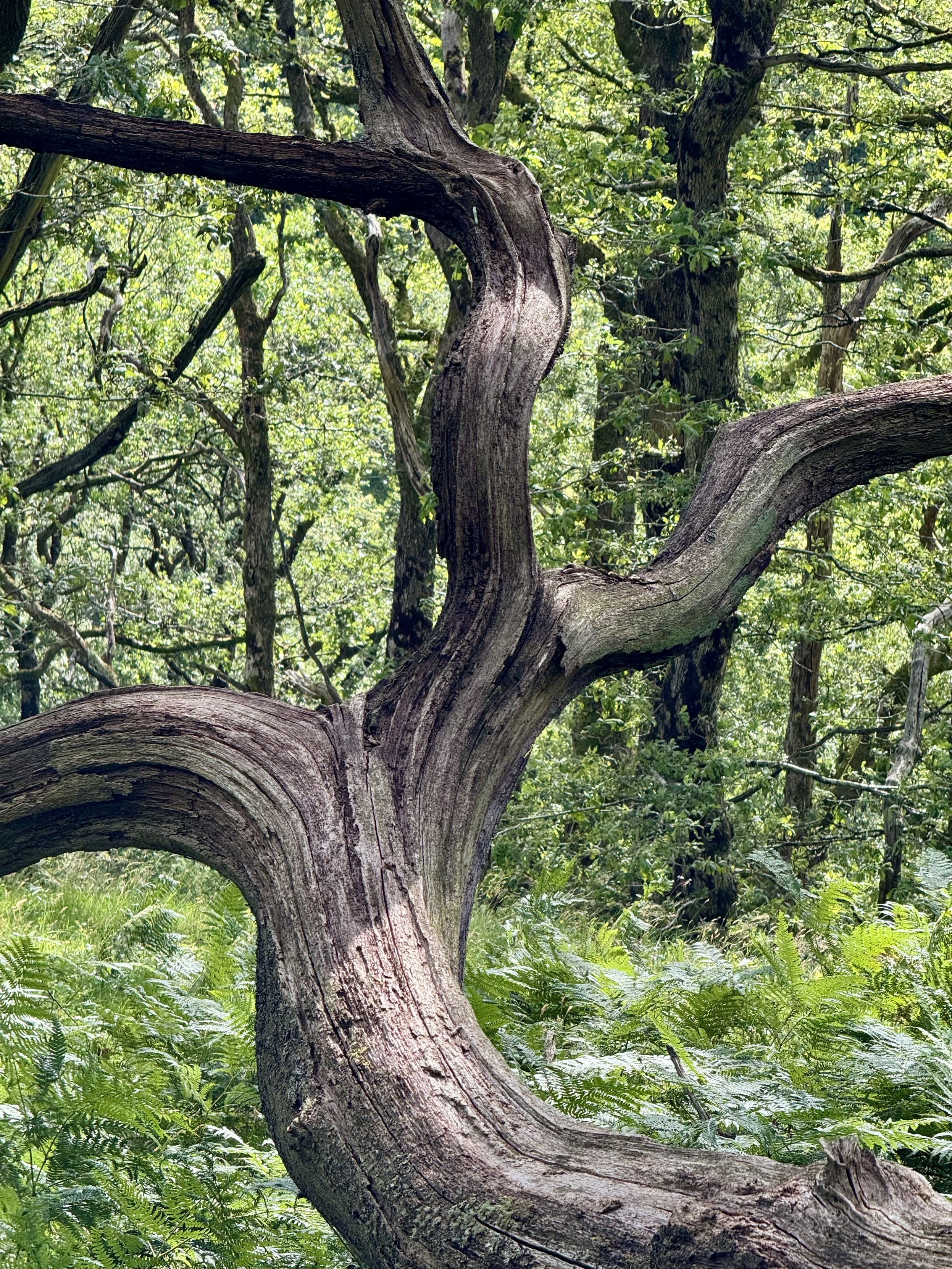 Alder & oak woodland; a dead trunk forms sinuous shapes in the foreground