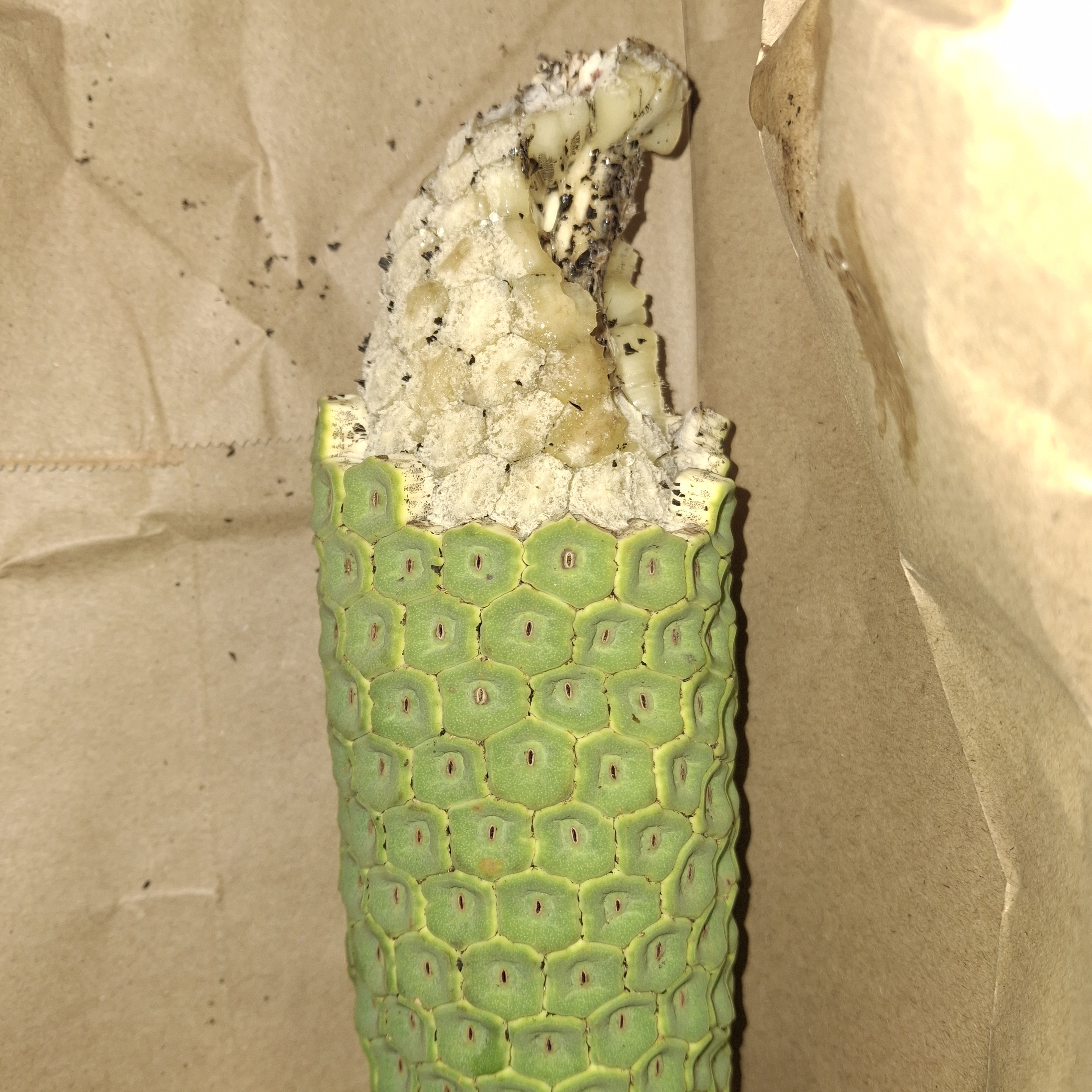 A fruit salad (Monstera deliciosa) fruit. The bottom half of the fruit is still covered in green scales. The scales have been removed from the top half of the fruit, showing the cream coloured kernels beneath. The fruit sits within a paper bag.