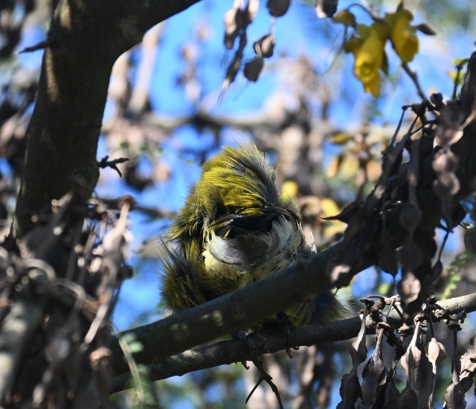 A photo of the olive green fluffy butt of a korimako (NZ bellbird). This was one of two male birds feeding from flowers in a kōwhai tree I planted as a seedling (taken from my Granny's house) in the garden of our old house. This garden is now owned by some friends of ours.