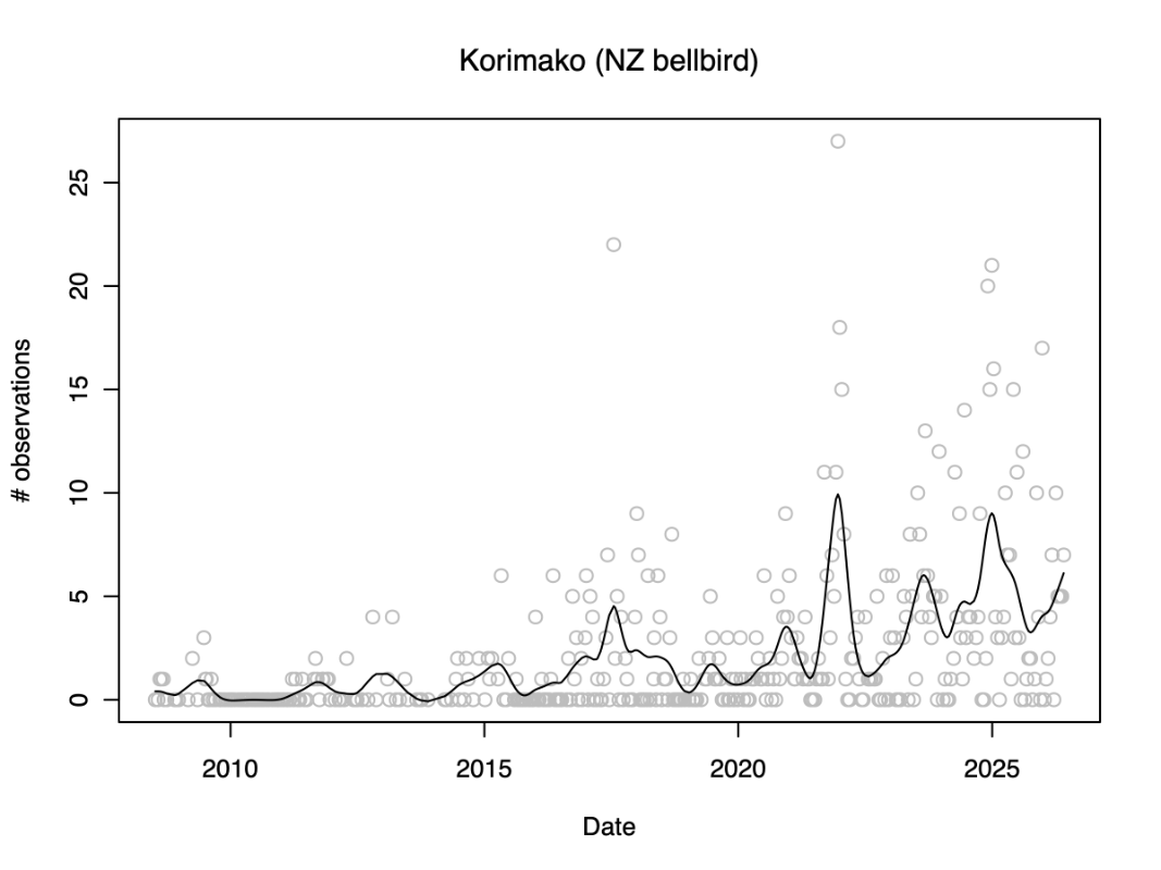 A graph showing the generally rising number of korimako observations per run between 2008 and 2026. In the early years I'd be lucky if I heard one or two korimako. Now I'm regularly hearing a few birds every run. (Each point on the graph is one run, and the line is a "smooth spline" fitted to the points to show the trend. Overall it's a statistically significant increasing trend.)