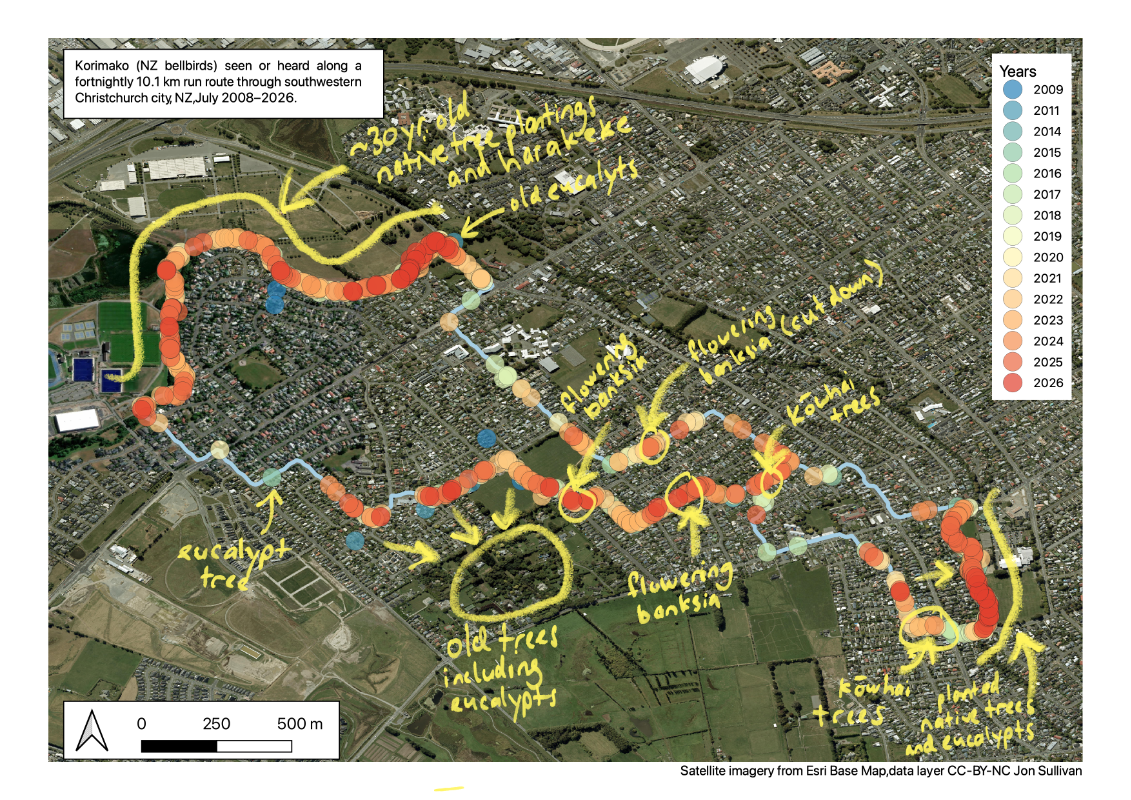 Hand-annotations on the GIS map highlighting the parts of the route with either areas of native vegetation planted, or planted bird nectar trees (kōwhai, banksia, eucalyptus). The areas of the run without any of these still largely lack korimako. Areas were a lot of these now have a lot of the birds.