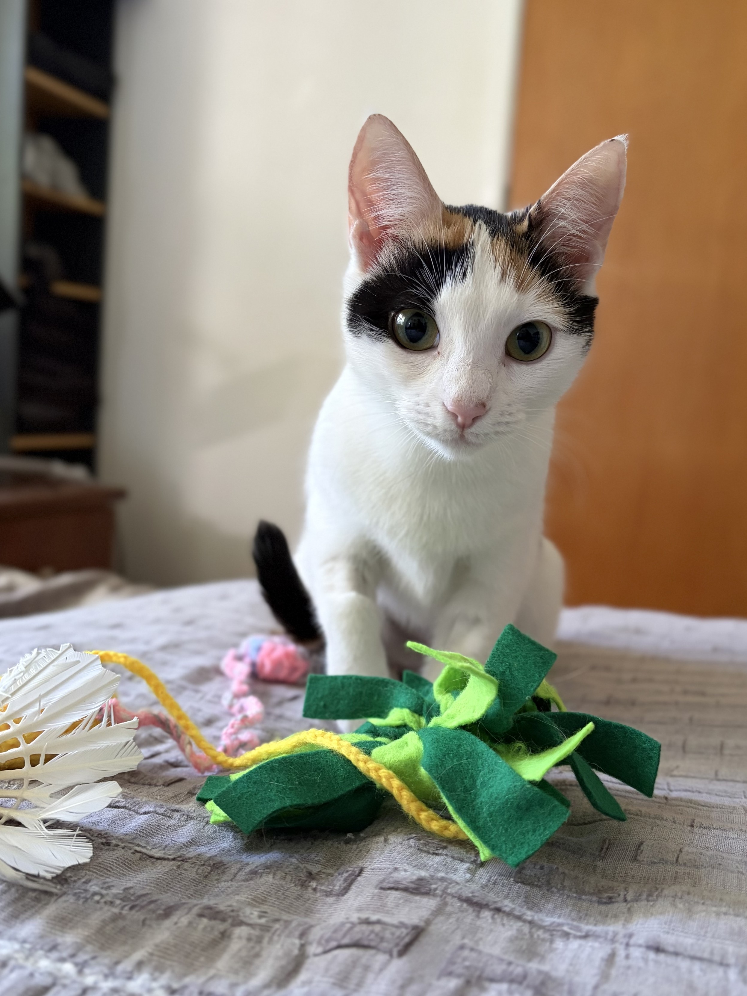 A calico cat stares at you with wide eyes