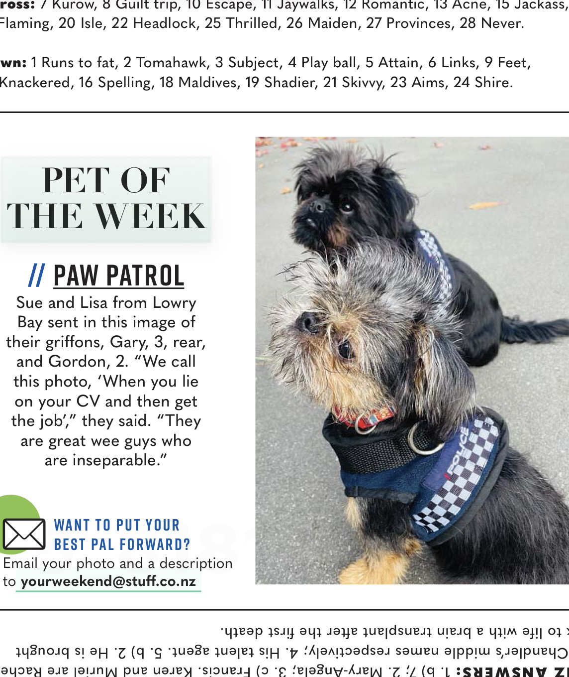 Two small griffins, one black and one black and tan, sitting staring intently at something, and both are dressed in tiny New Zealand Police dog harnesses.