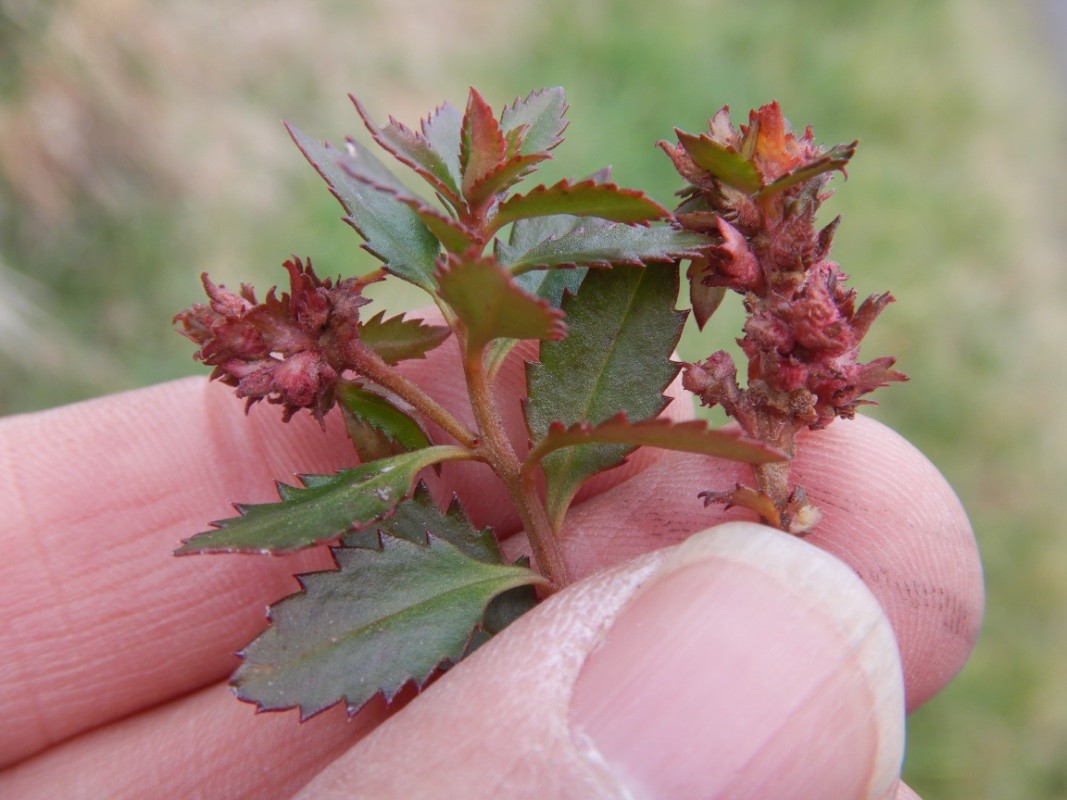 A photo of a stem of the NZ native plant, toatoa, with has serrated green leaves. Some of the buds on this stem have instead turned into red swollen galls, indicating feeding by colonies of toatoa bud gall mites.