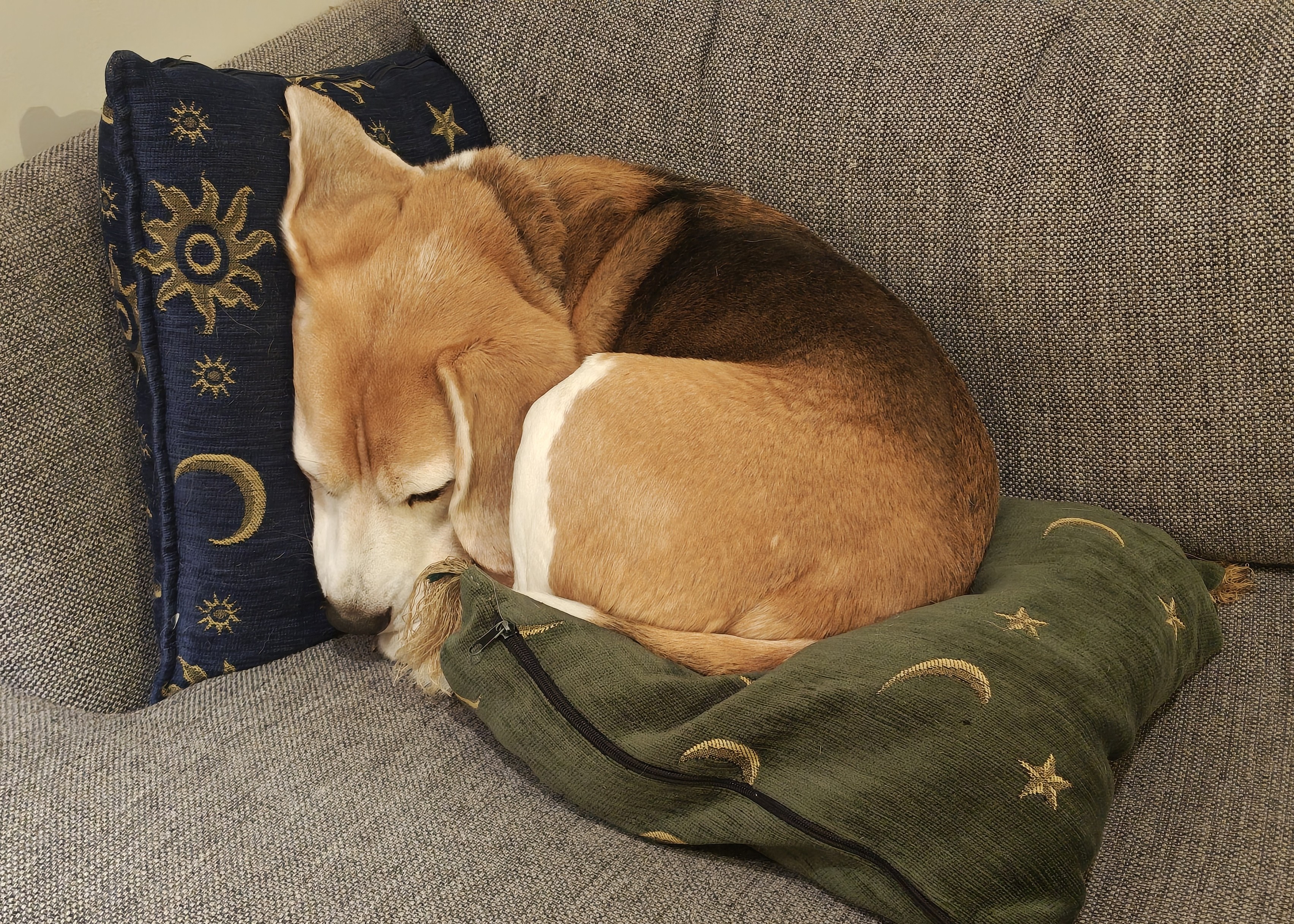 Dog tax photo. A beagle very tightly curled up on a cushion on a grey couch.