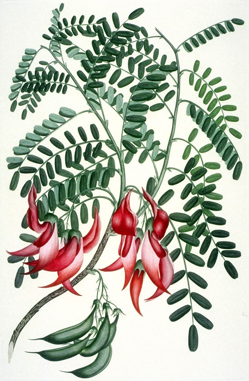 Illustration of the critically endangered plant Clianthus puniceus