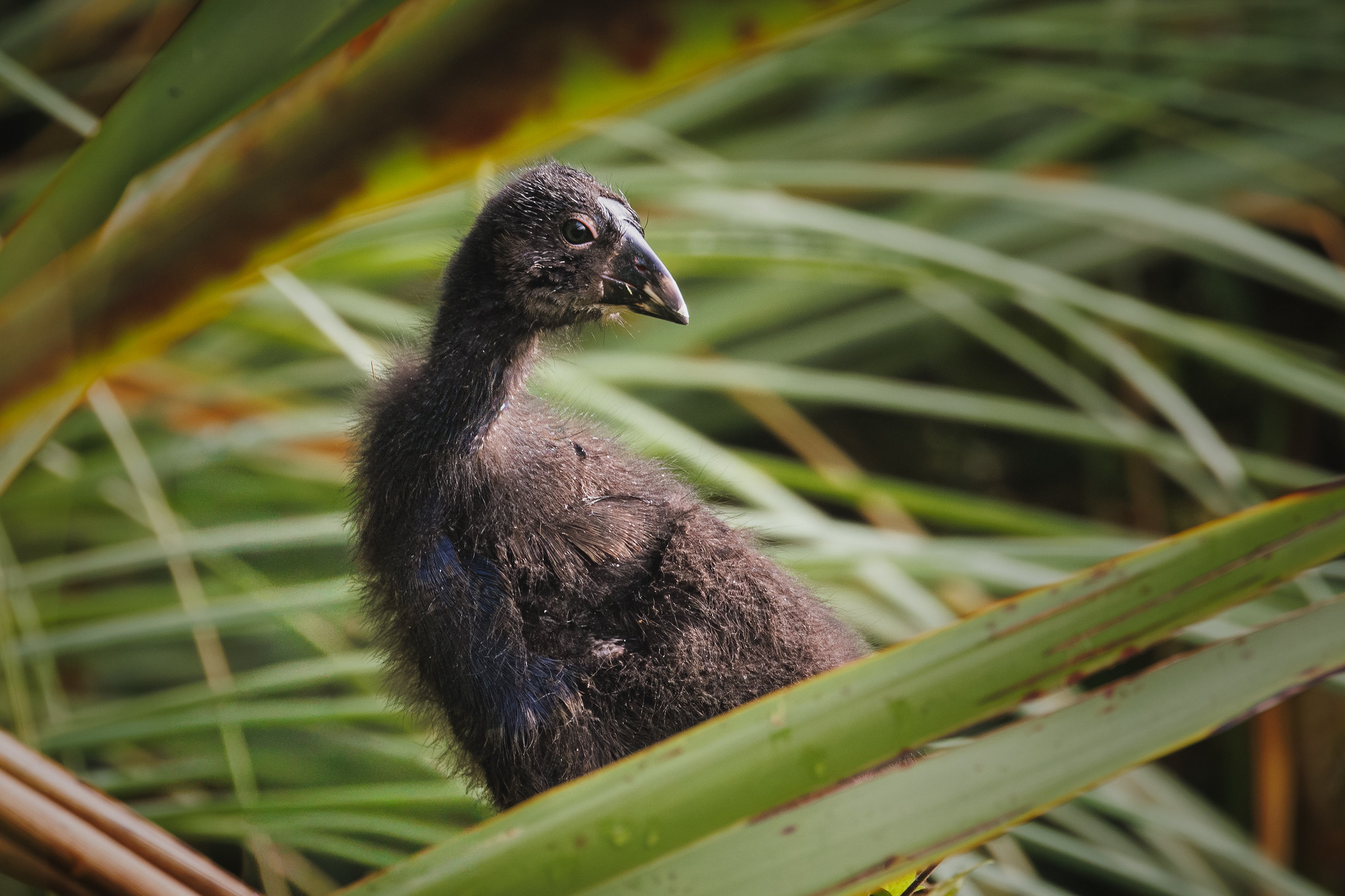 A little fluffy pukeko chick peeks out from behind some foliage