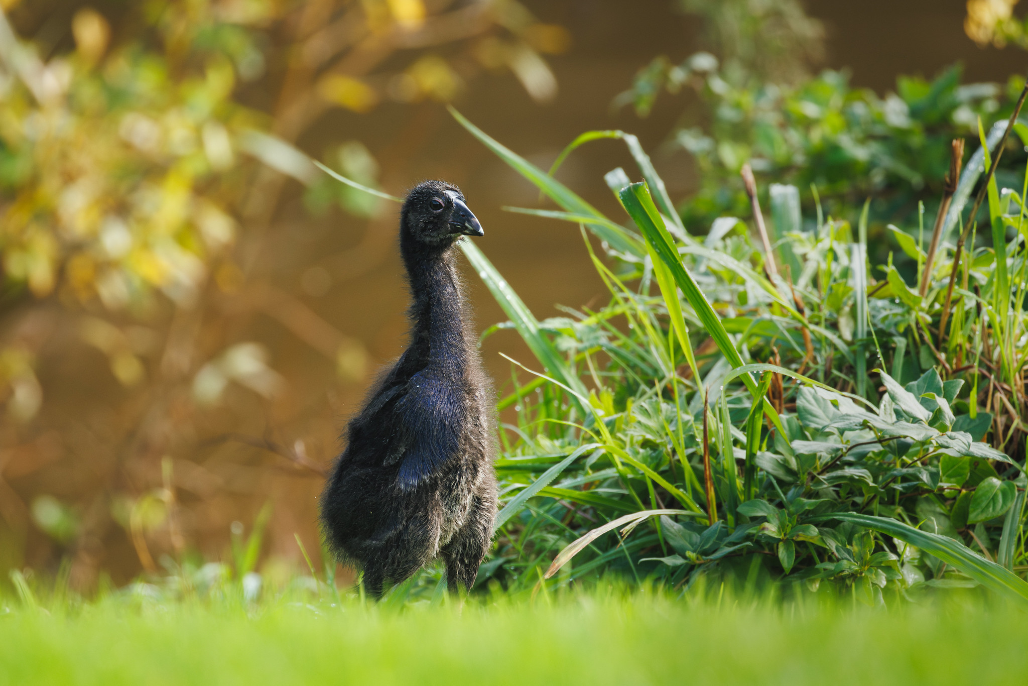 A tiny pukeko chick standing up tall in some grass
