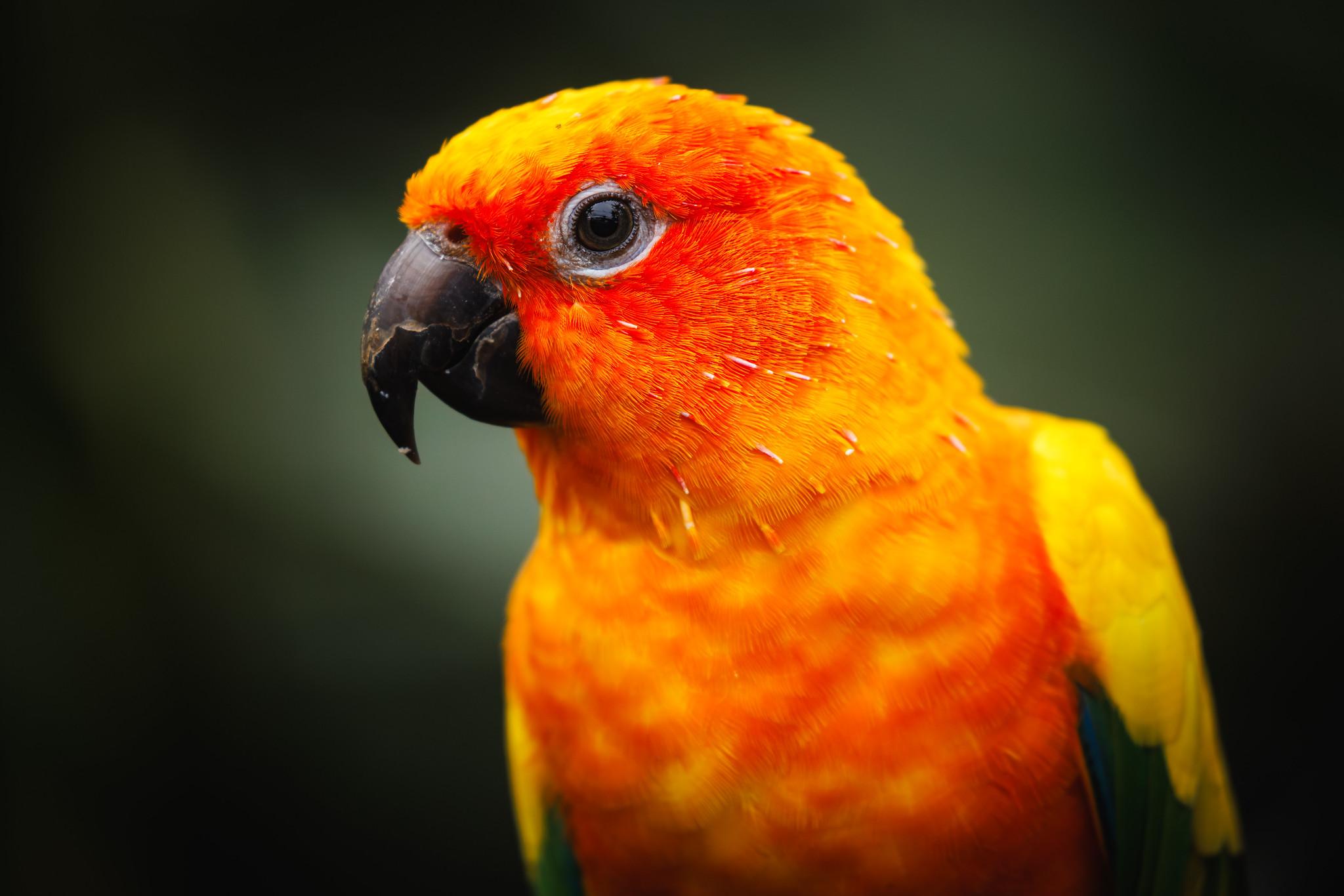portrait of a sunburst coloured parrot