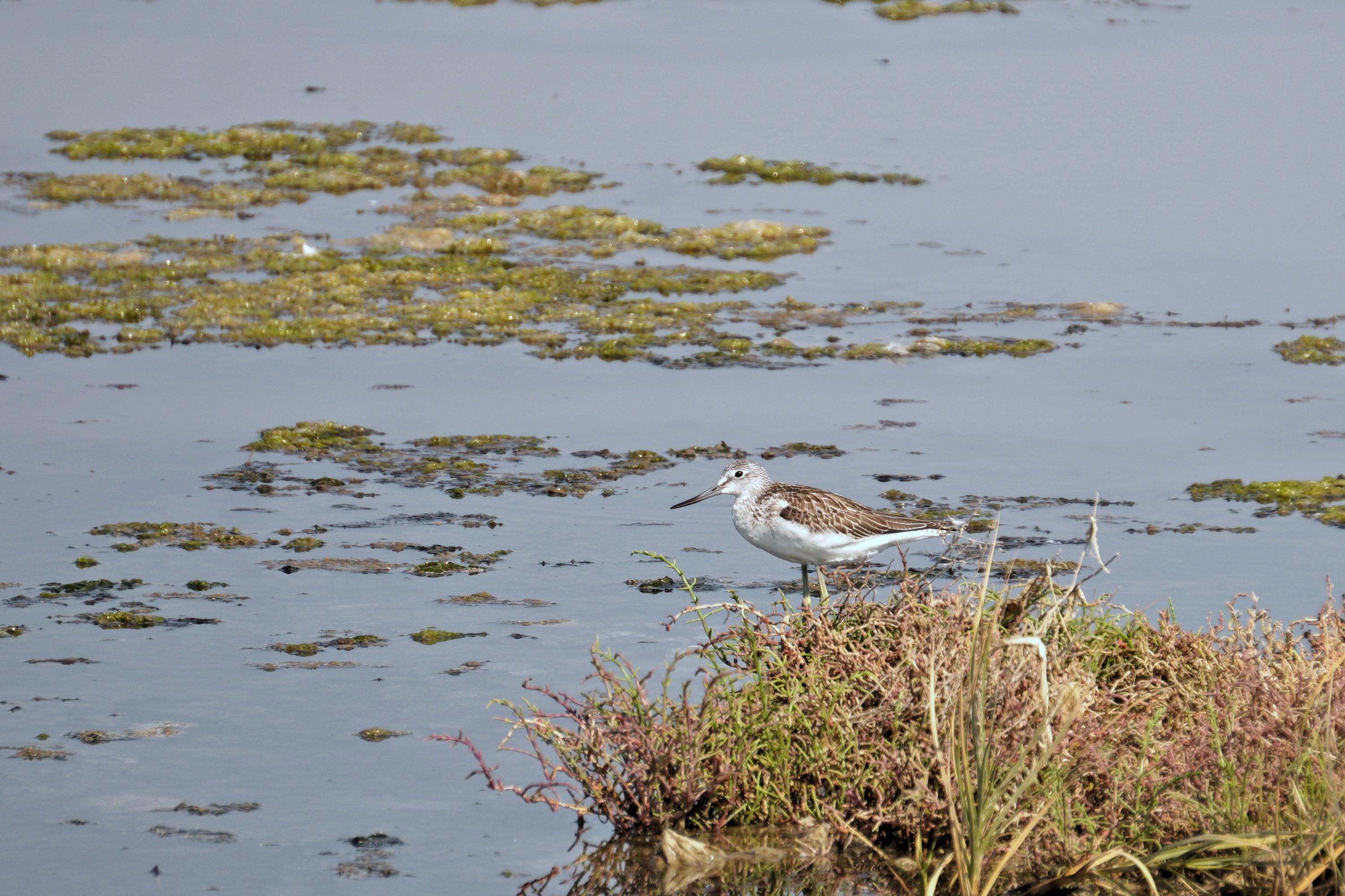 This common greenshank doesn