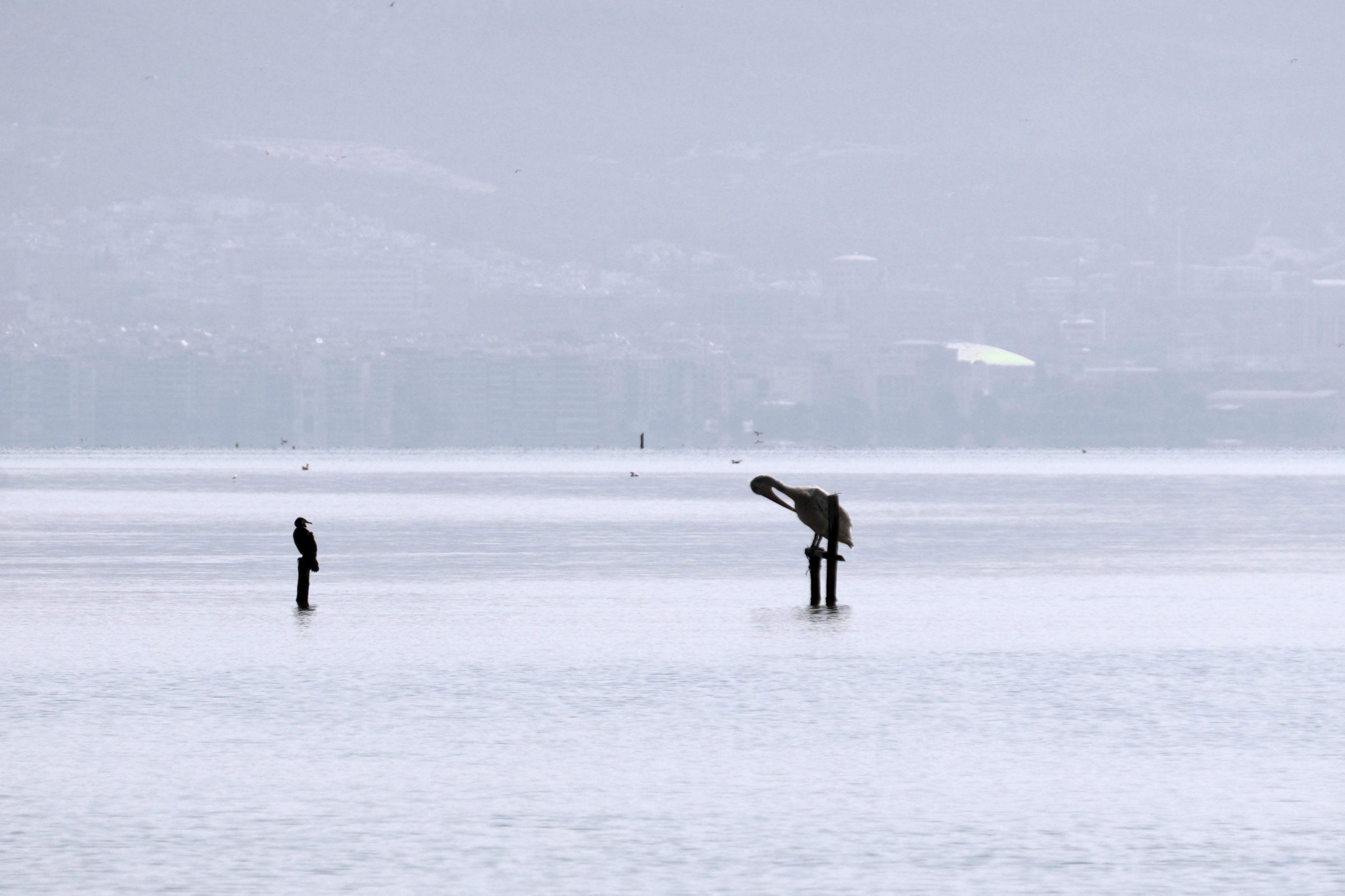 On the right we have a dalmatian pelican, which has a super long bill and is grooming itself. (Doesn