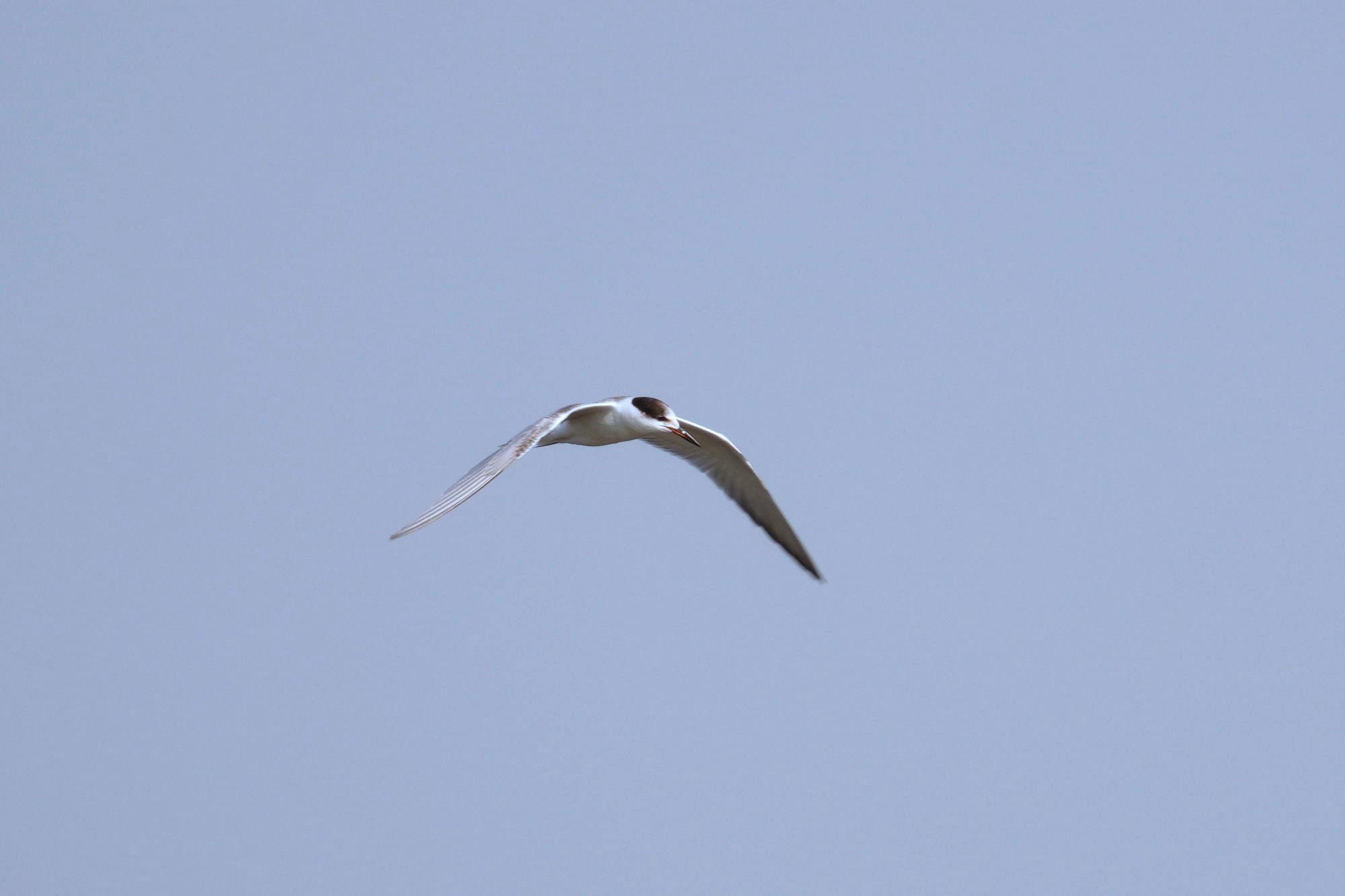 A tern with black feathers on top of its head and otherwise white is flying around and looking for something to eat, presumably.