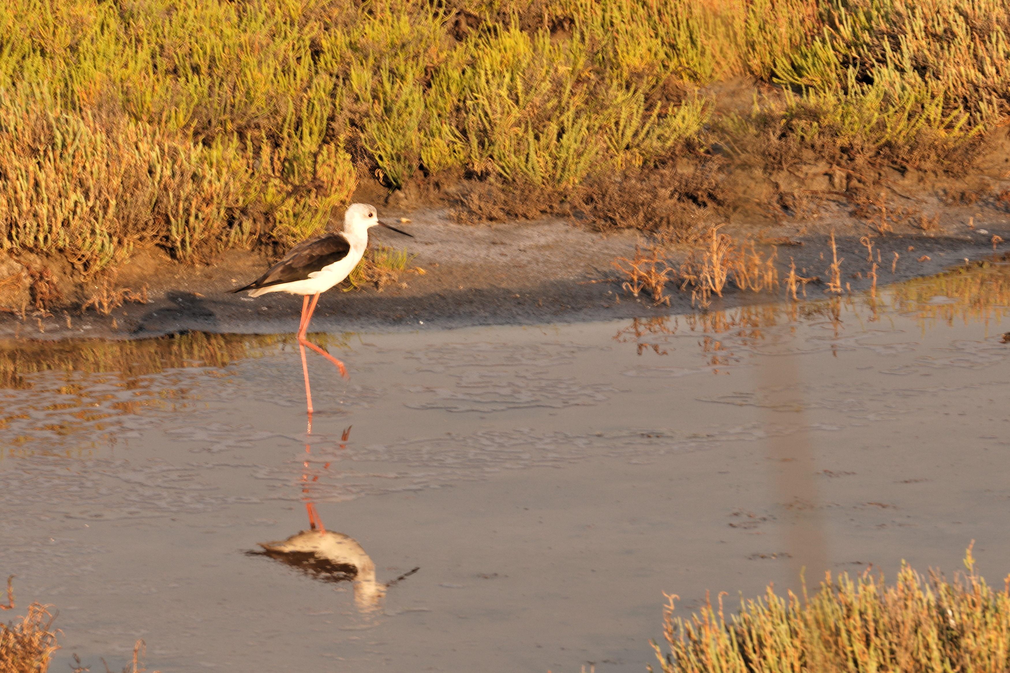 This is a stilt. It
